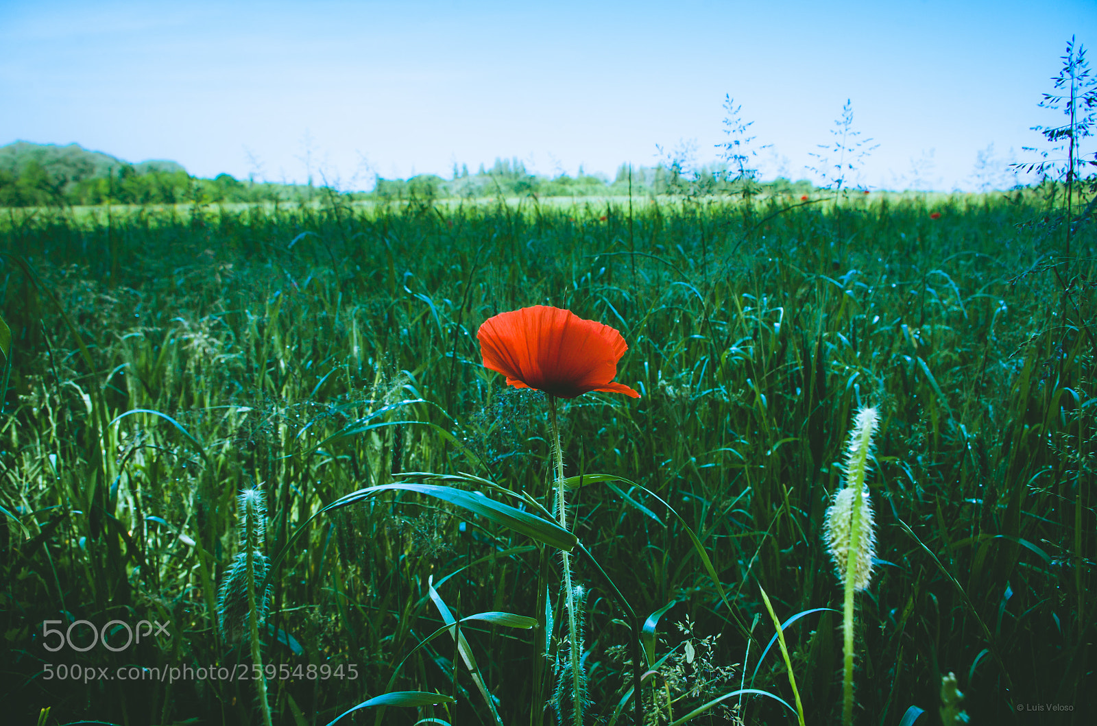 Pentax K-30 sample photo. Poppy photography