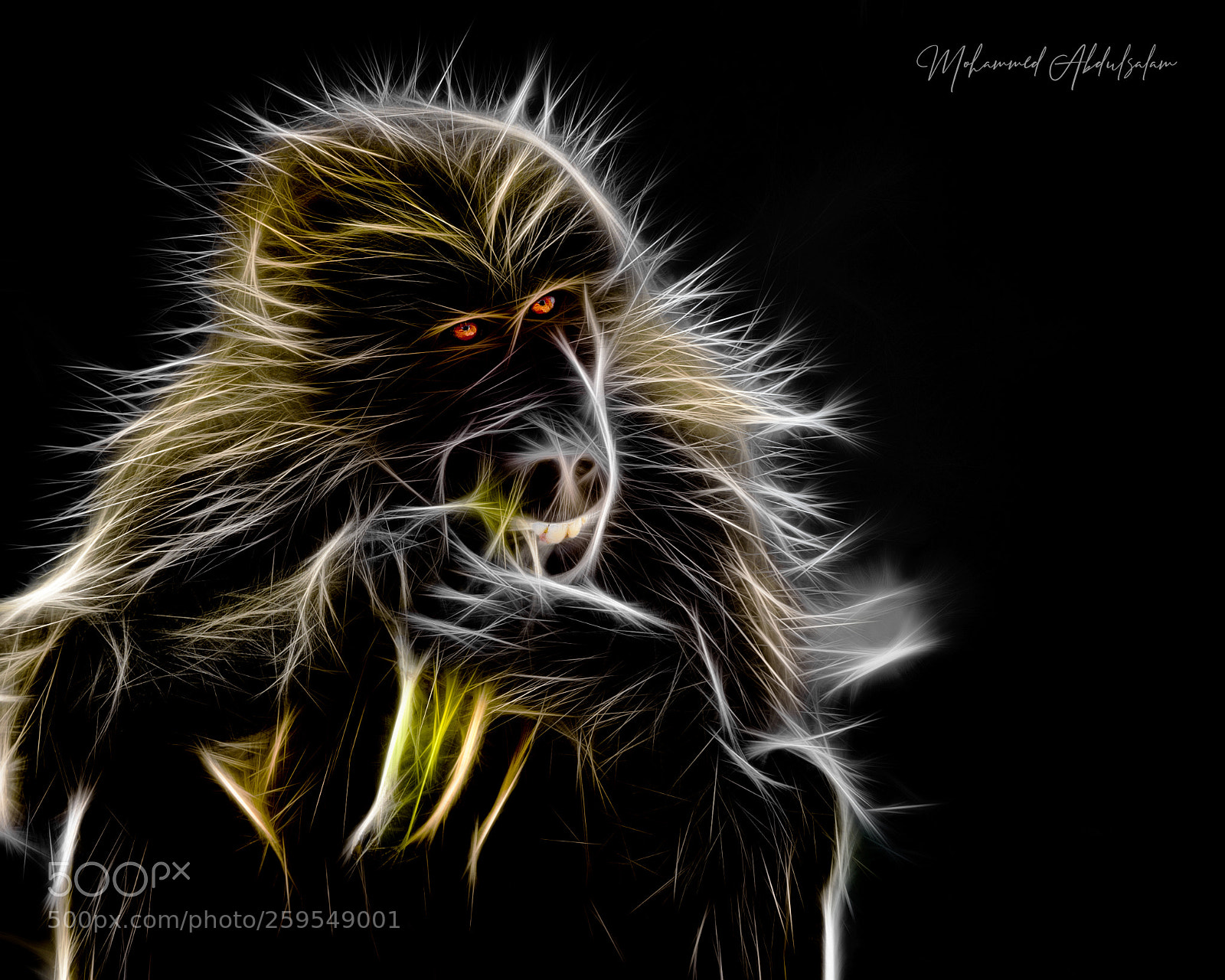 Nikon D610 sample photo. Monkey photography