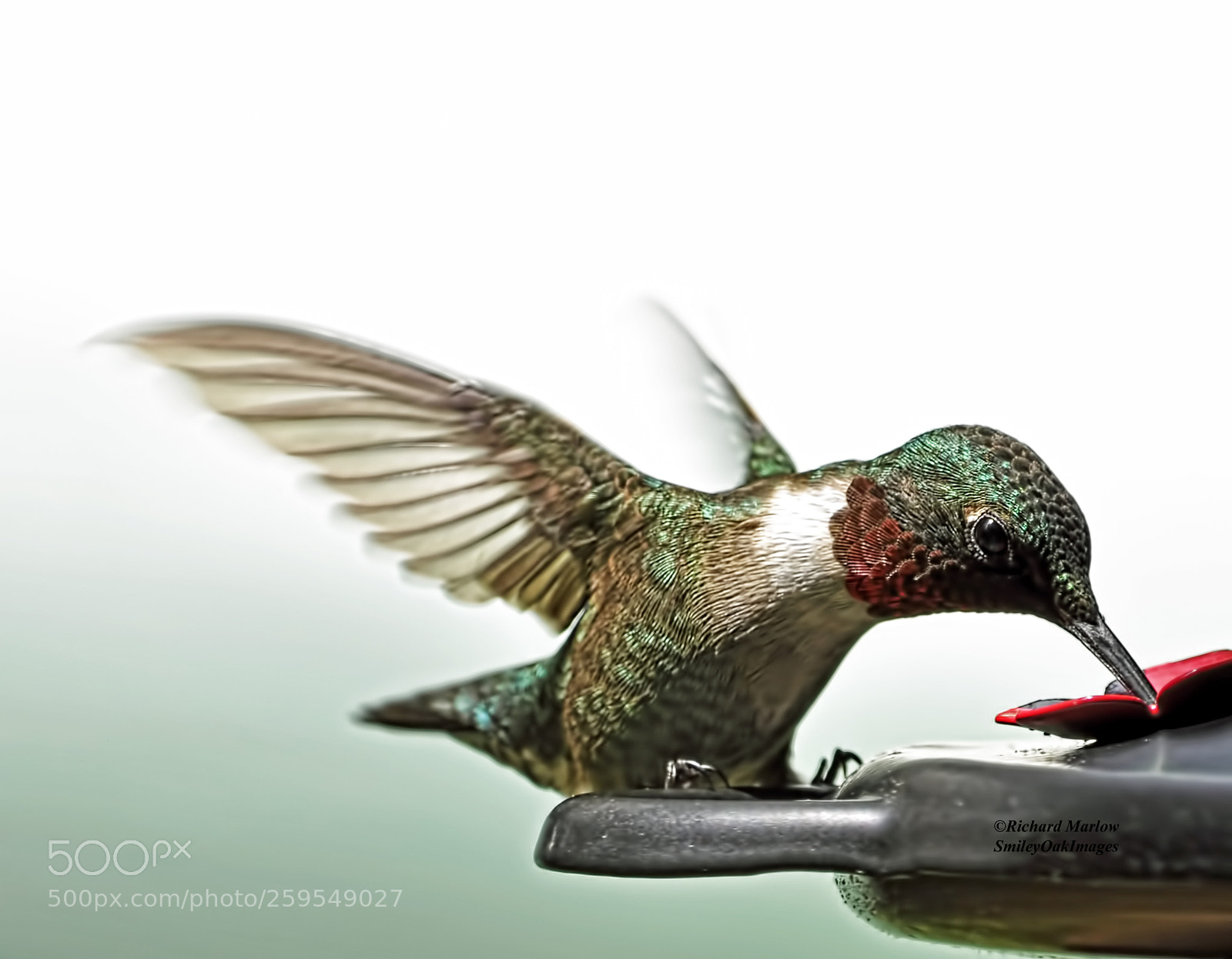 Nikon D5000 sample photo. Hummingbird photography