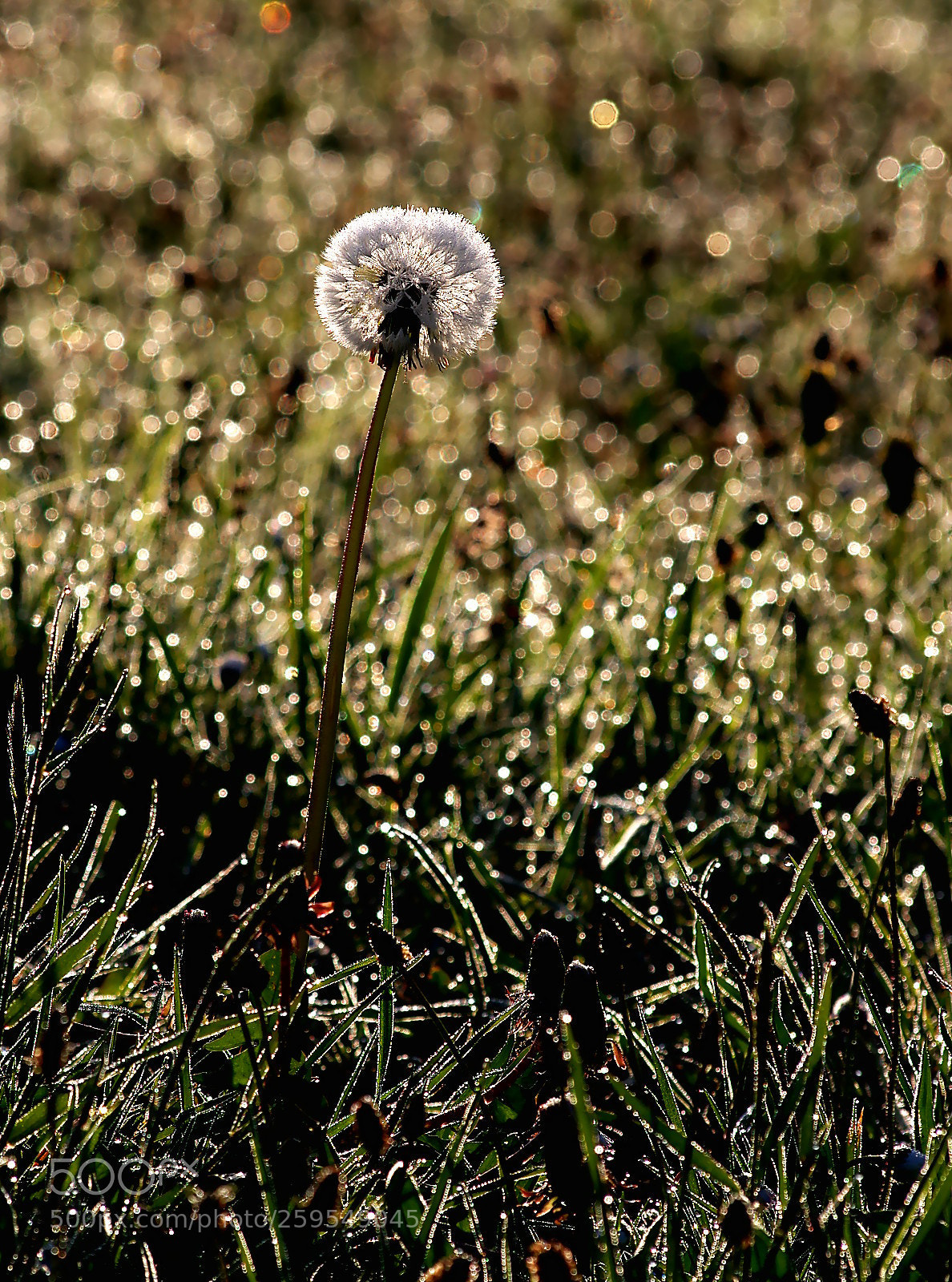 Pentax K-3 sample photo. Dandelion and dew drops photography