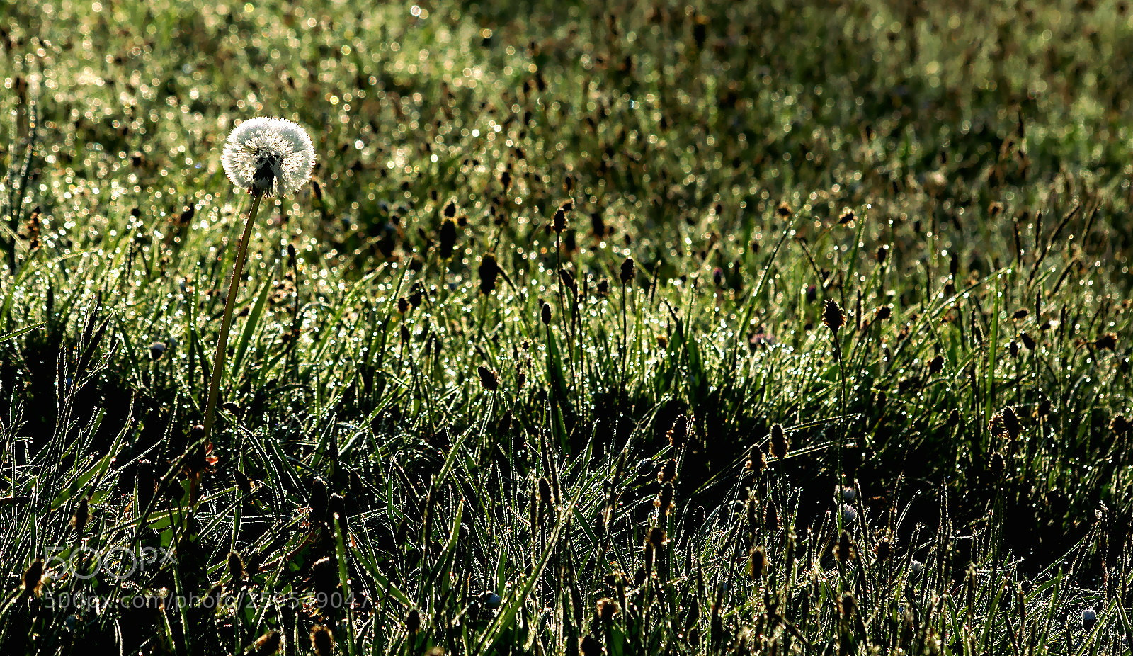 Pentax K-3 sample photo. Dandelion and dew drops photography
