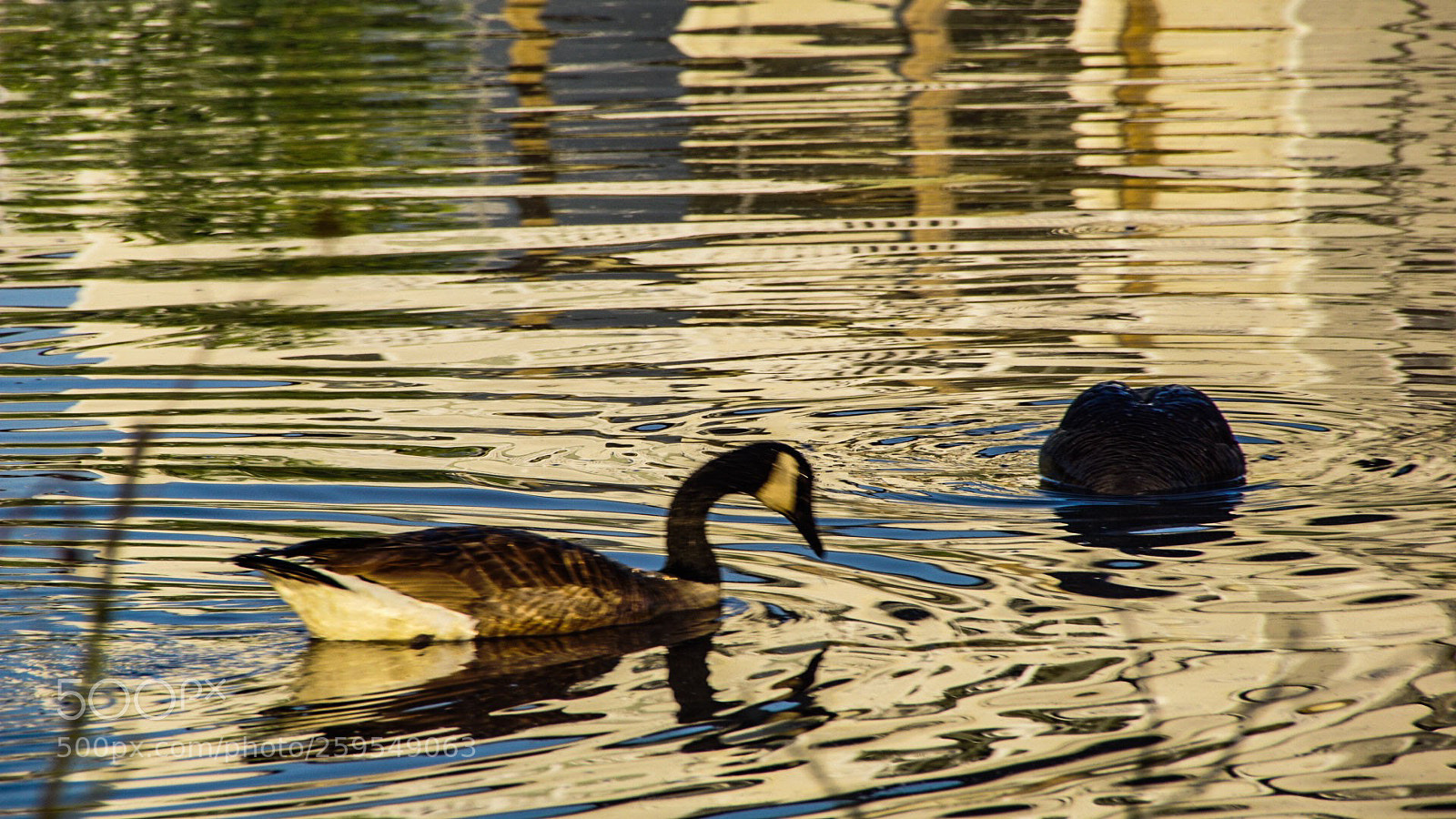 Sony a6000 sample photo. Geese breakfast 1 photography