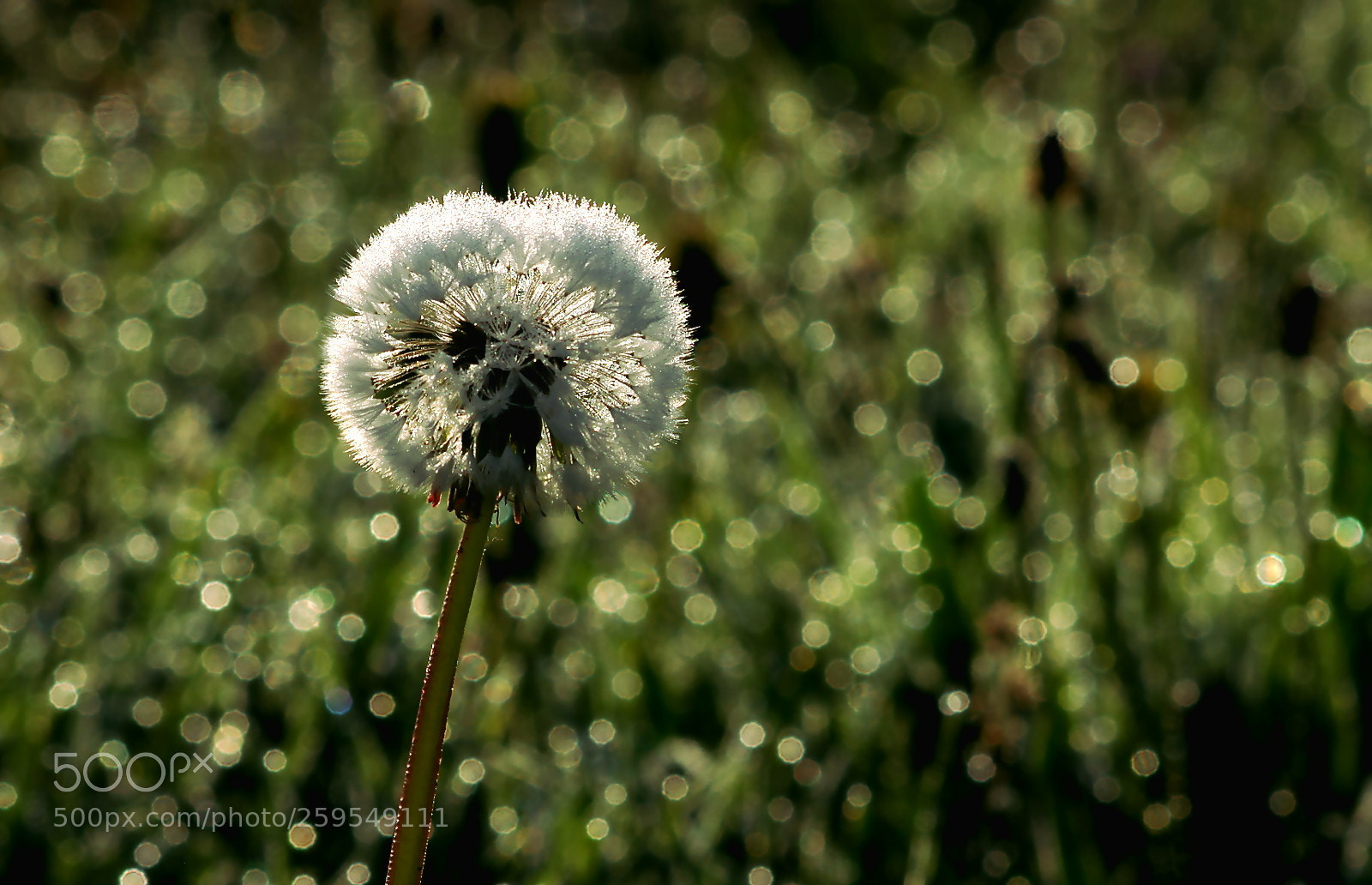 Pentax K-3 sample photo. Dandelion and dew drops photography