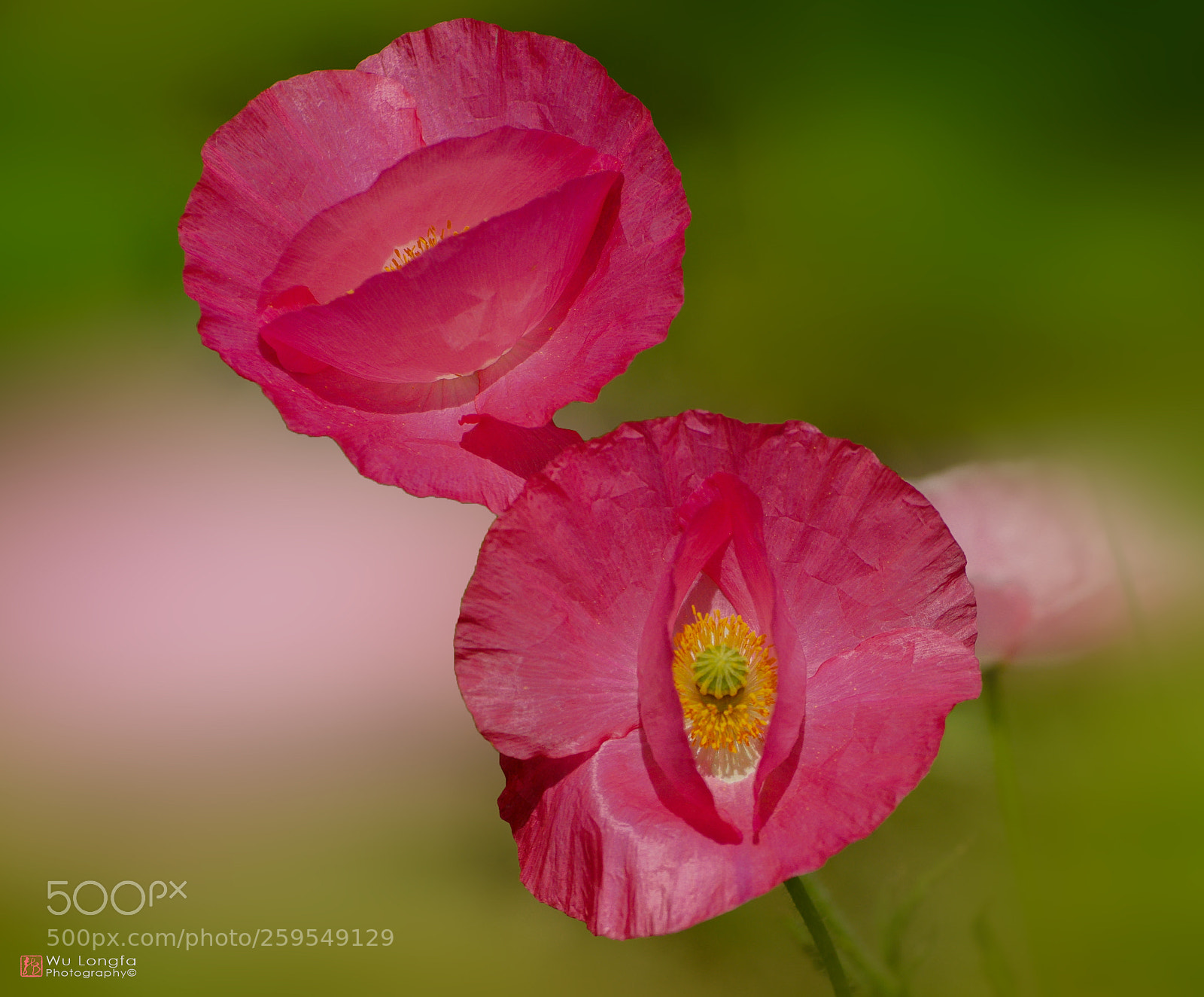 Sony a7 II sample photo. Flower photography
