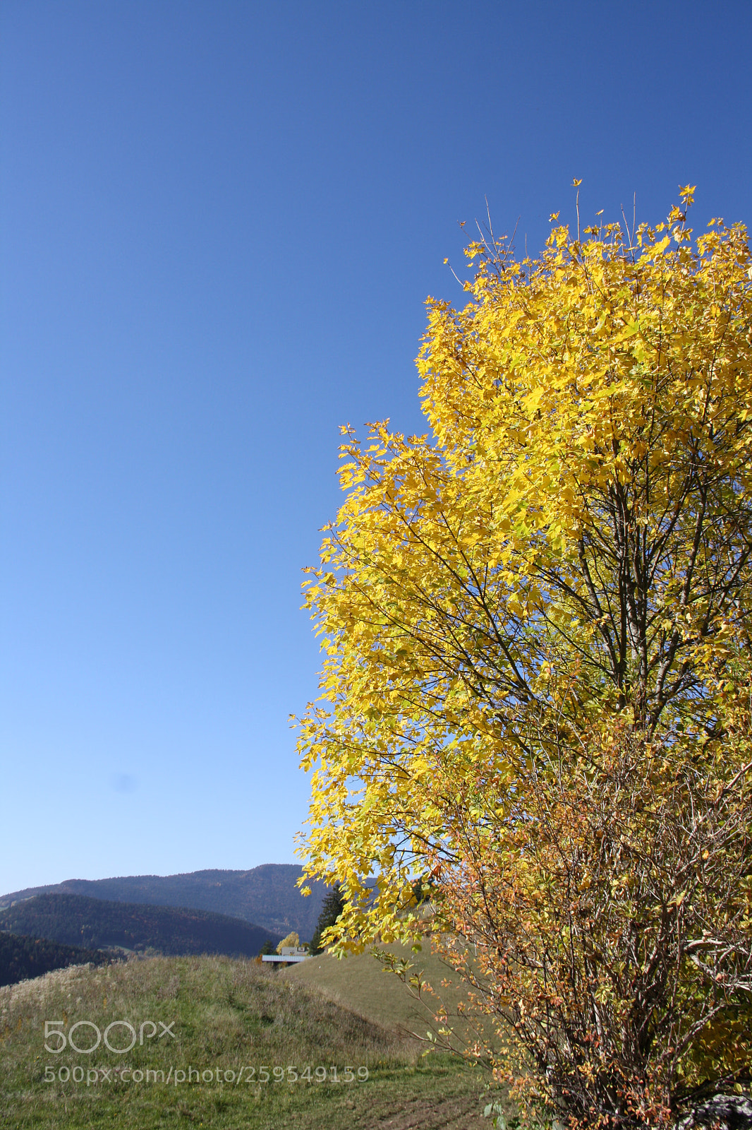 Canon EOS 1000D (EOS Digital Rebel XS / EOS Kiss F) sample photo. Blue & yellow photography