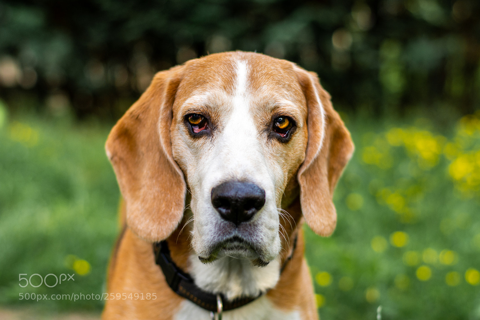 Nikon D7100 sample photo. Beagle jack photography