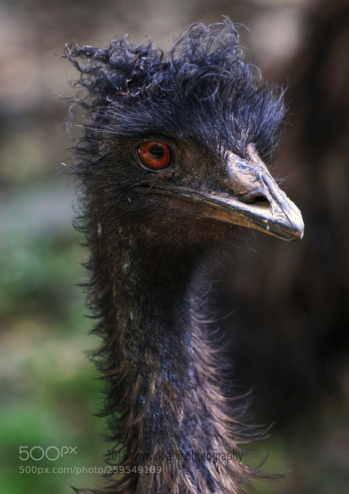 Nikon D500 sample photo. Emu photography