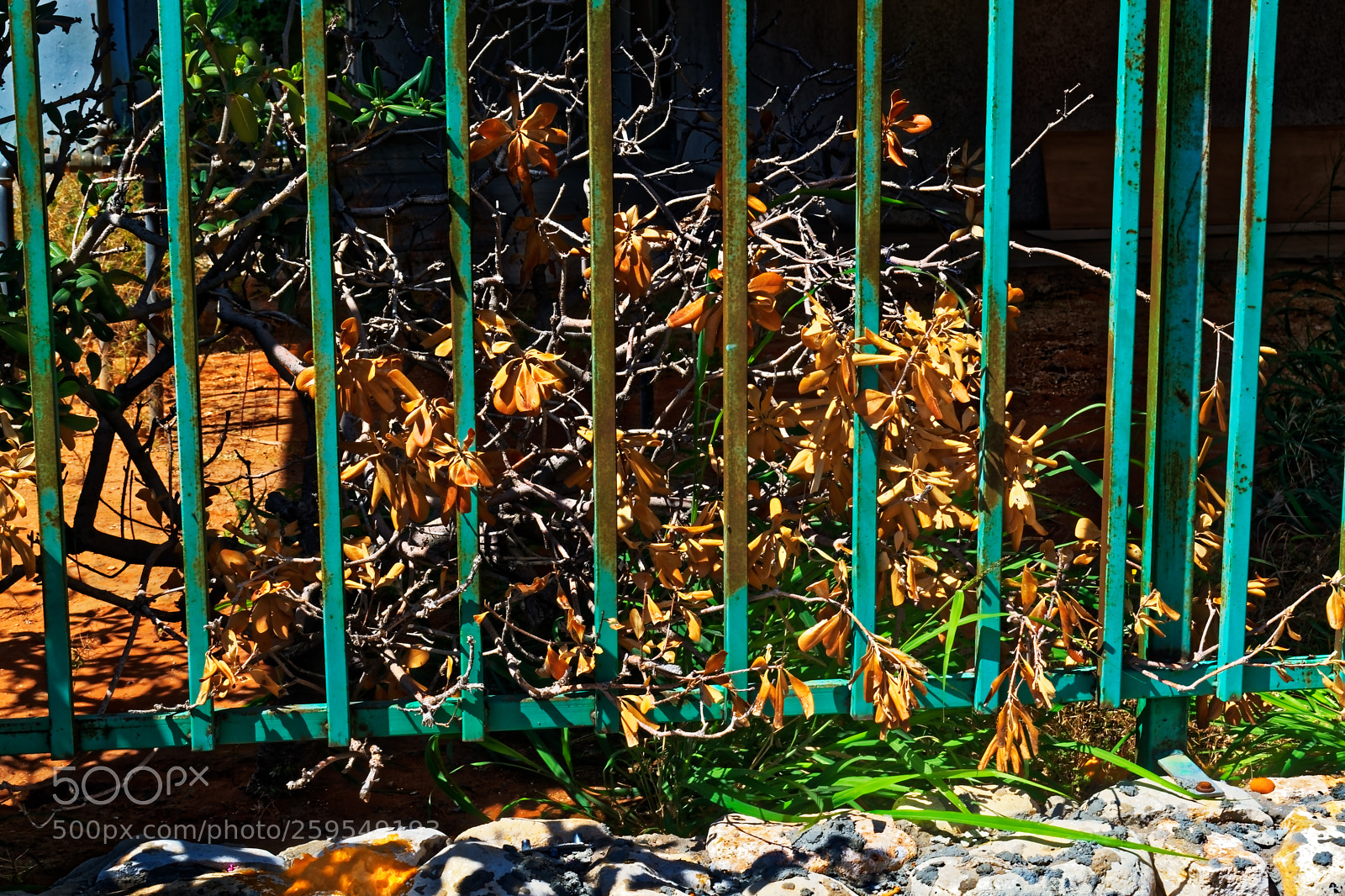 Nikon D5300 sample photo. Decayed bush with yellow photography