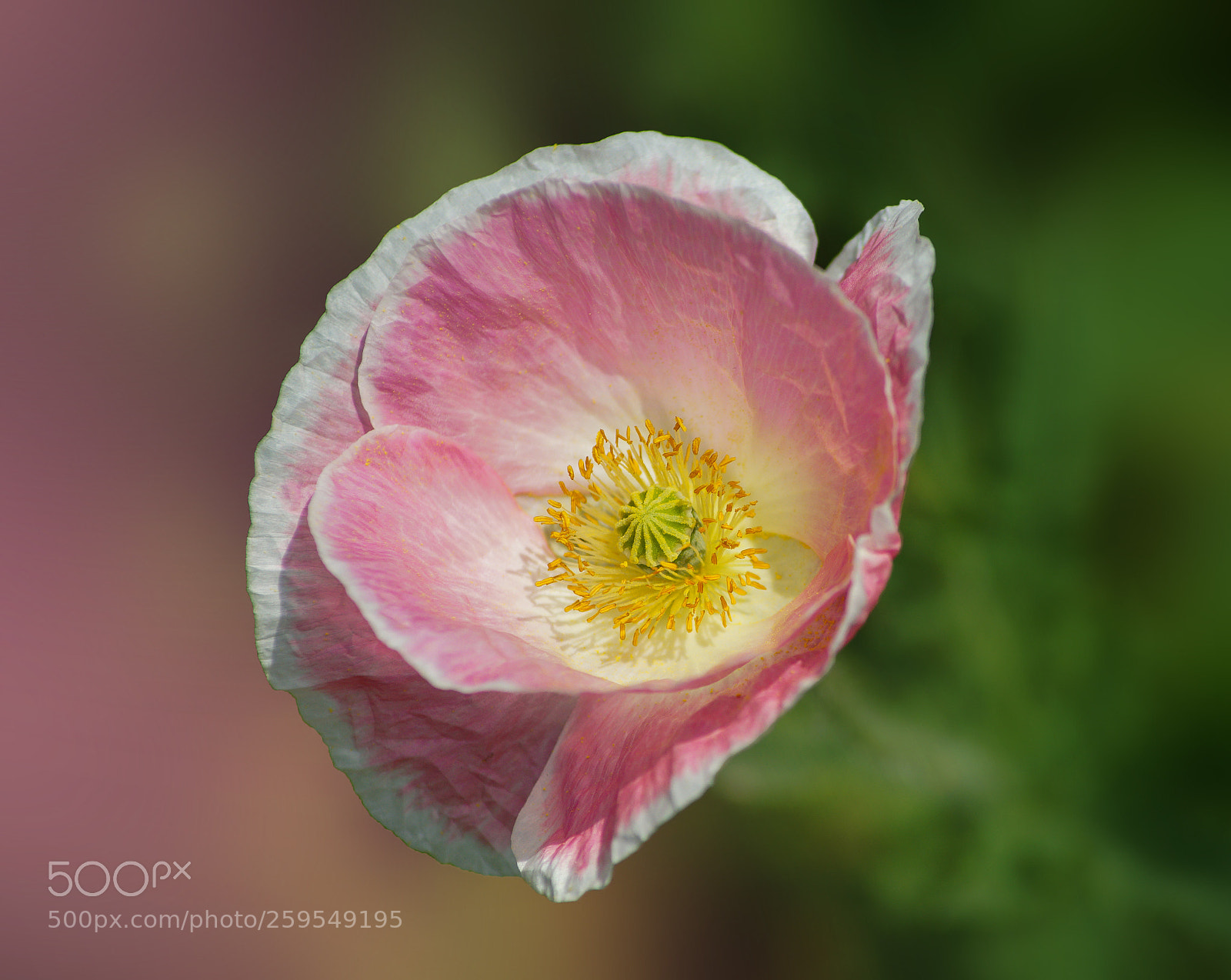 Sony a7 II sample photo. Flower photography