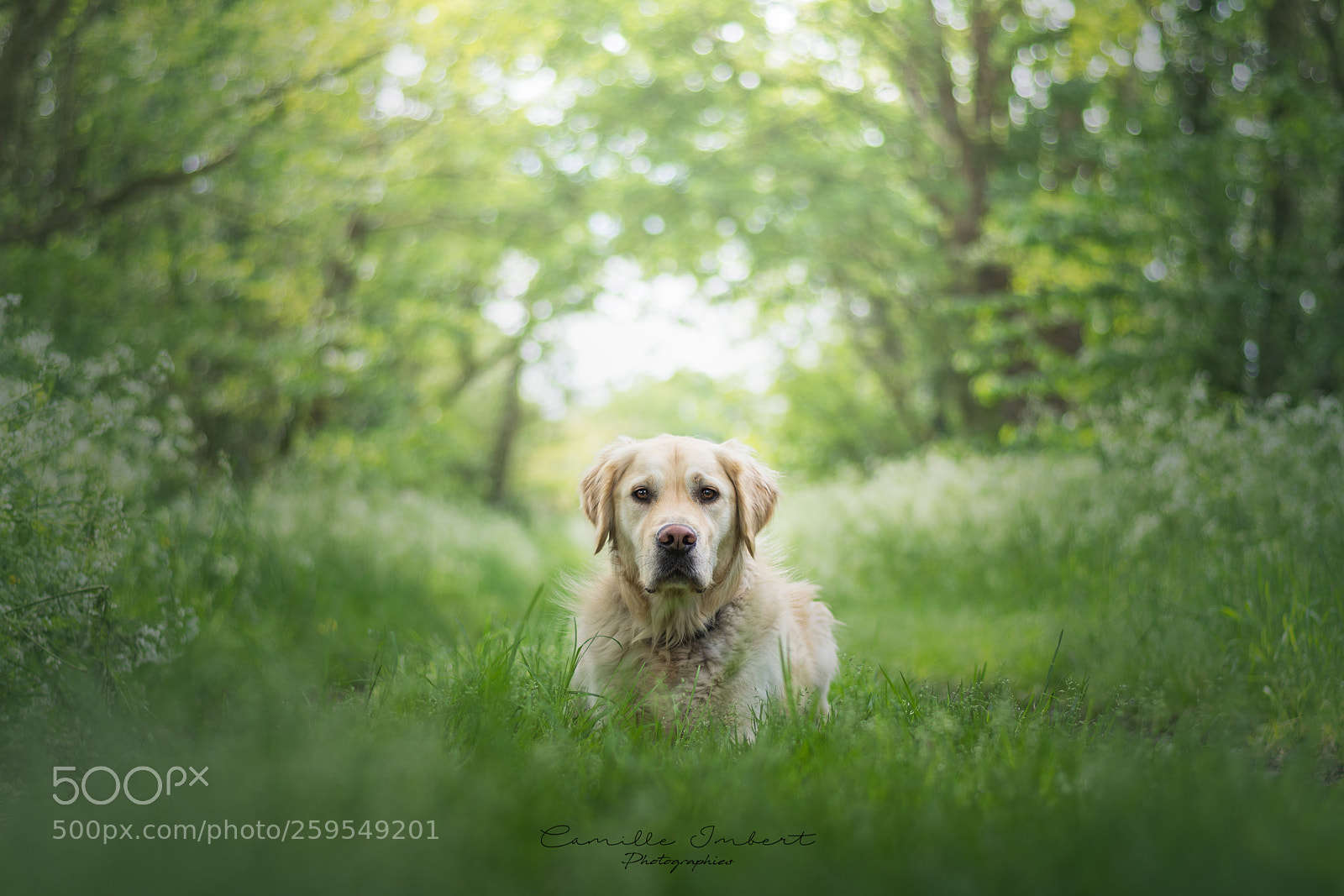 Nikon D7200 sample photo. Jedi the golden photography