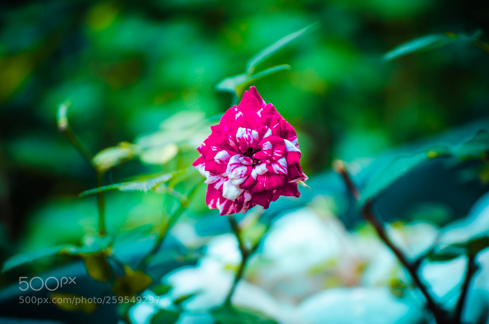 Nikon D7000 sample photo. Ejf photography