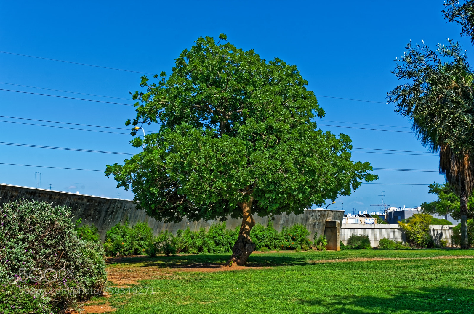 Nikon D5300 sample photo. Framed tree to a photography