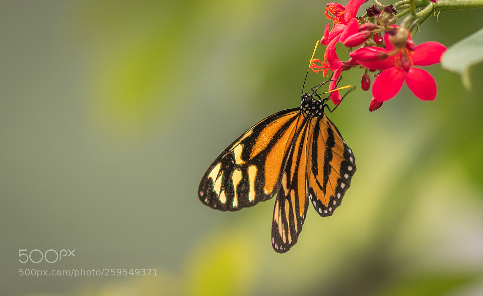 Nikon D500 sample photo. Tiger longwing photography