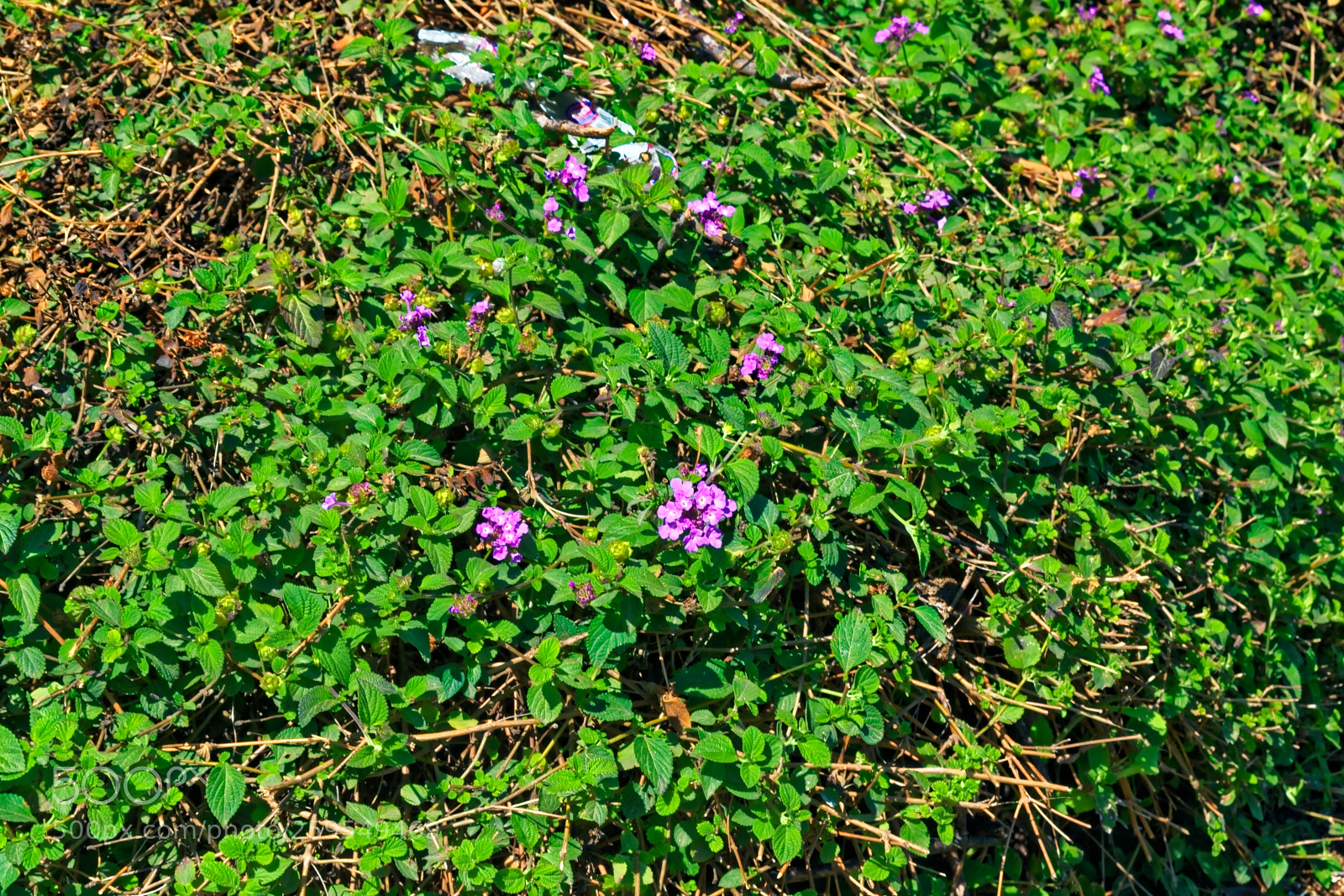 Nikon D5300 sample photo. Green bush with purple photography