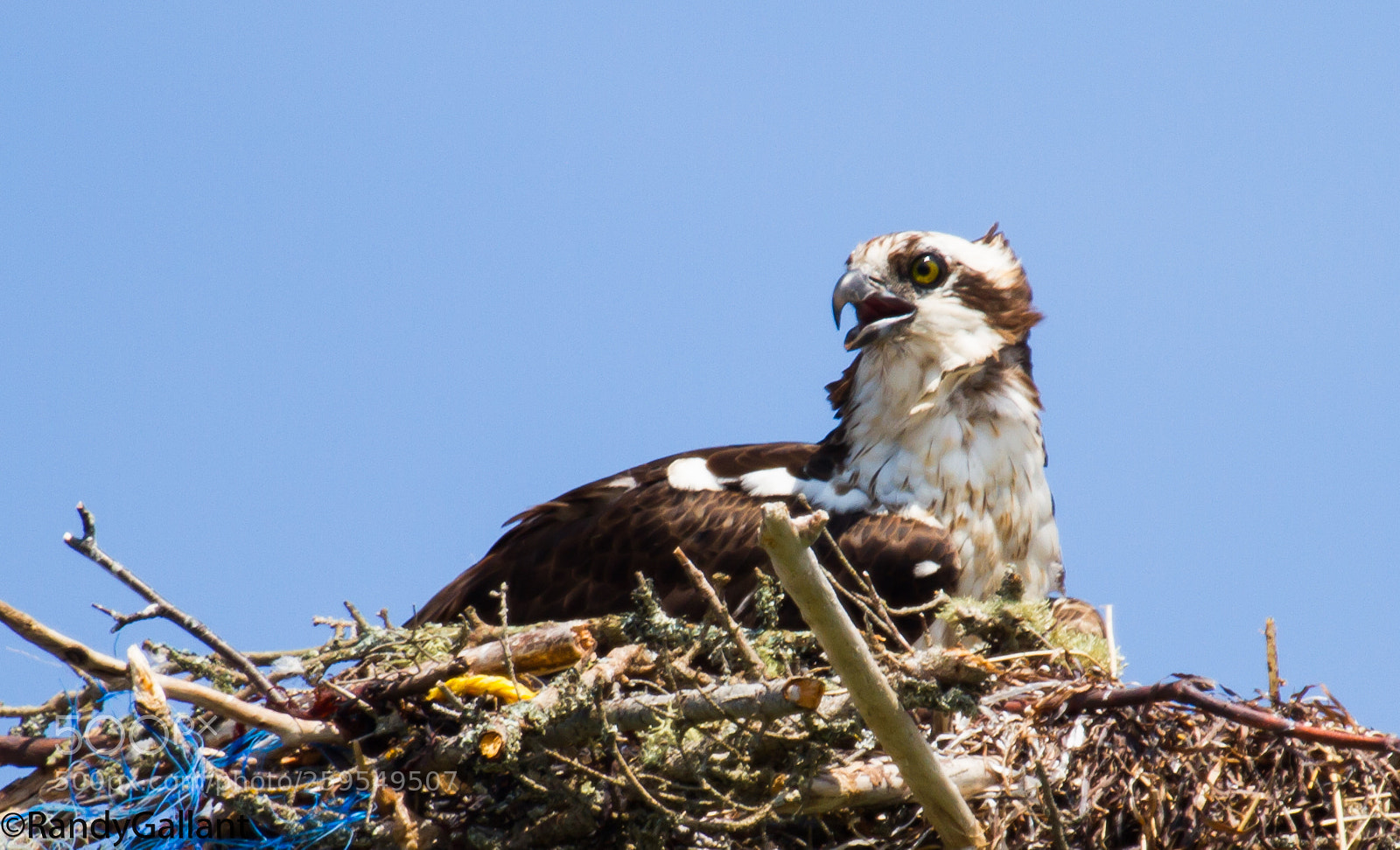 Canon EOS 7D sample photo. Osprey photography