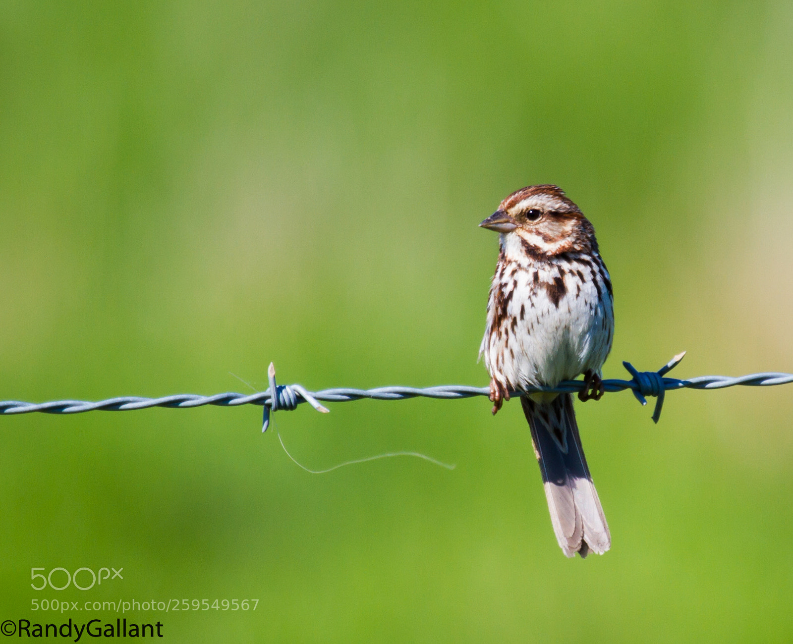 Canon EOS 7D sample photo. Song sparrow photography
