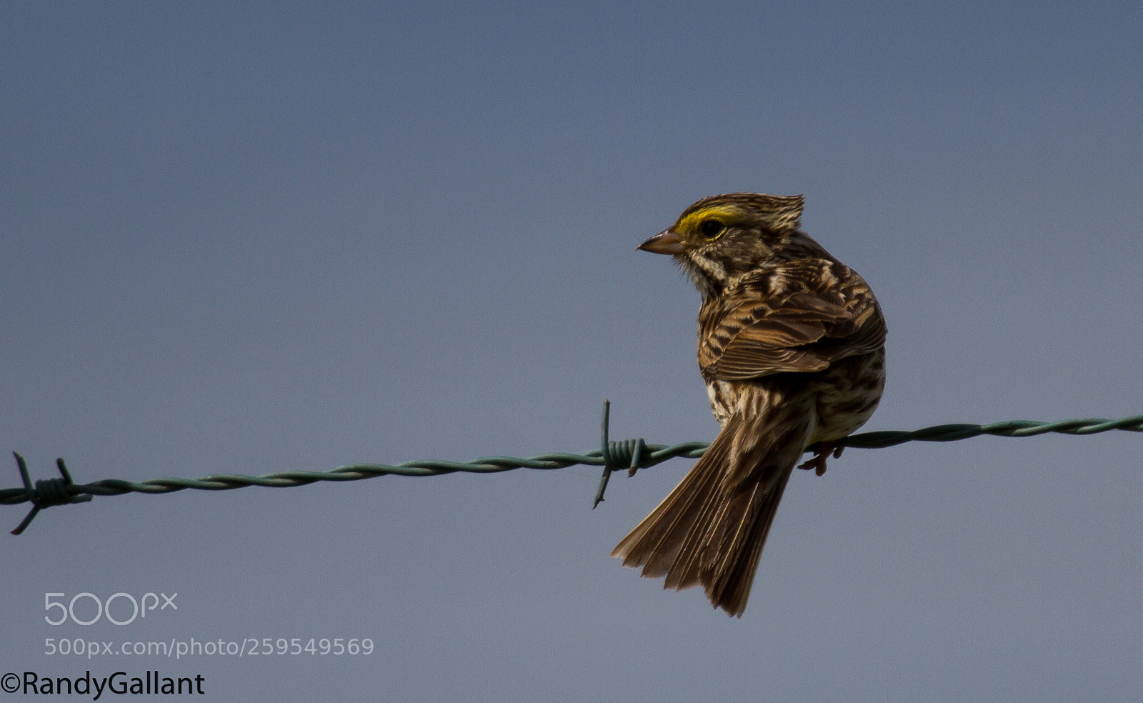 Canon EOS 7D sample photo. Savannah sparrow photography