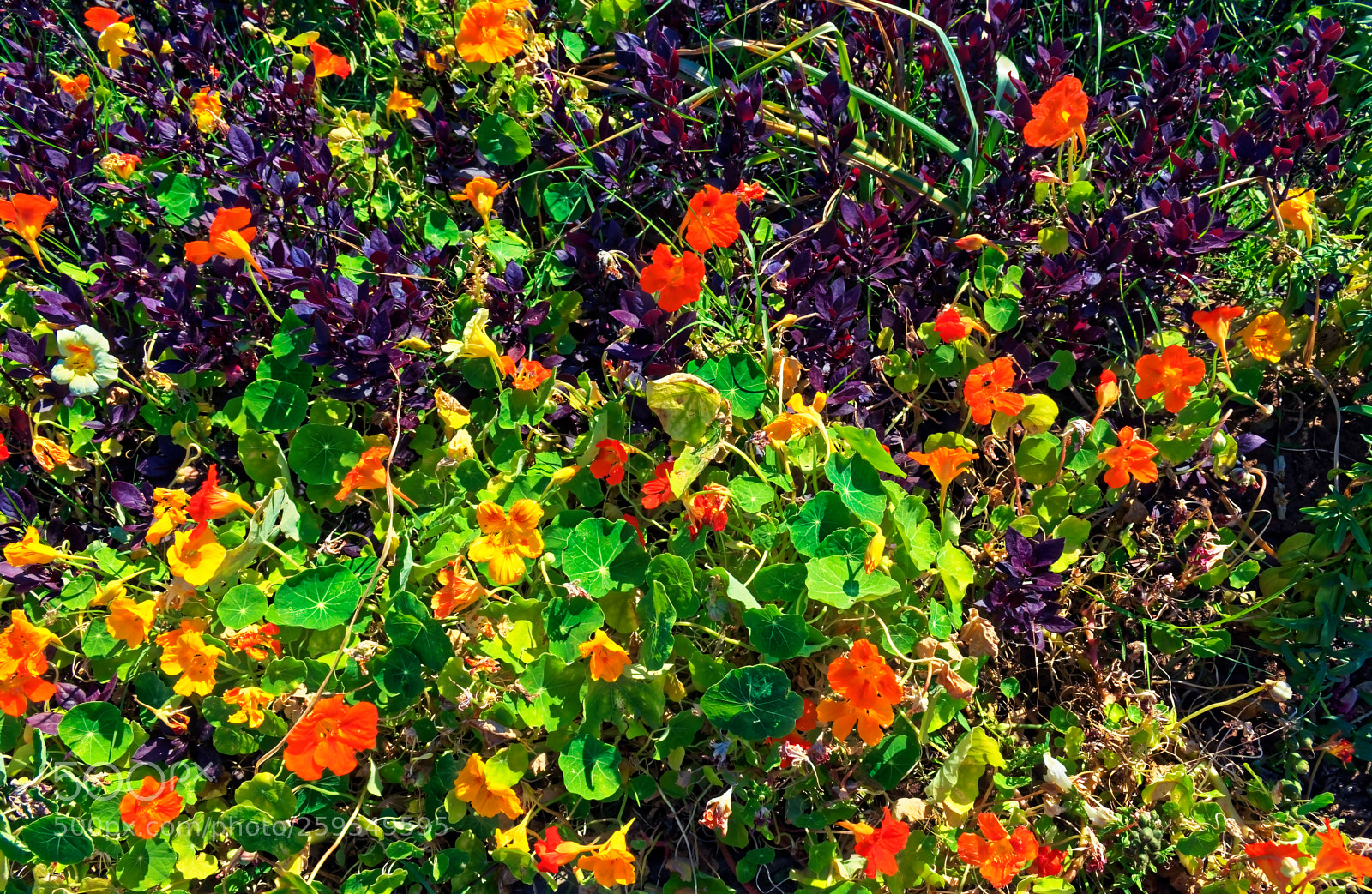 Nikon D5300 sample photo. Green yellow orange and photography