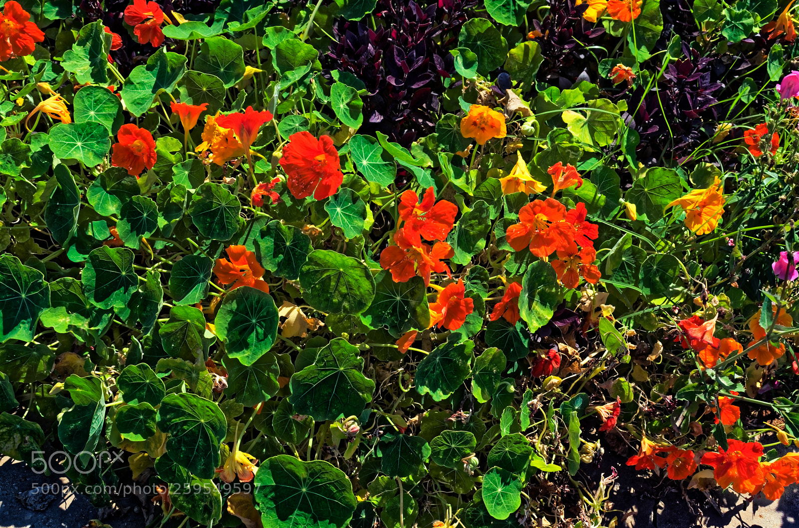 Nikon D5300 sample photo. Orange flowers and green photography