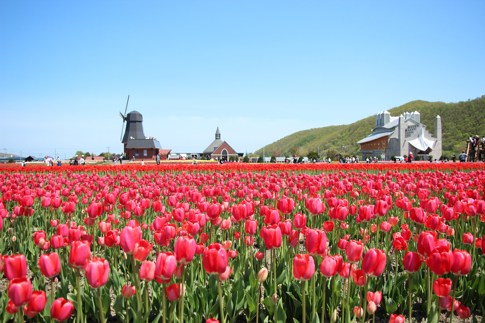 Sigma 18-50mm f/3.5-5.6 DC sample photo. Tulip garden photography