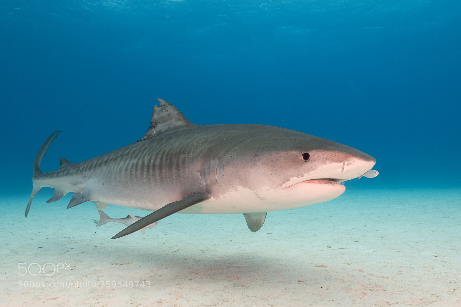 Nikon D850 sample photo. Tiger shark photography