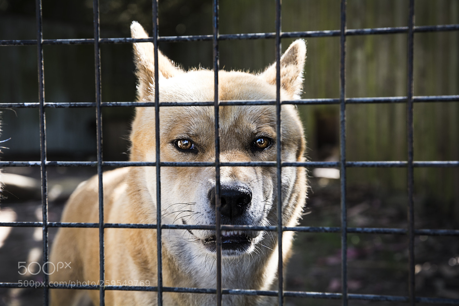 Nikon D7100 sample photo. Dingo photography