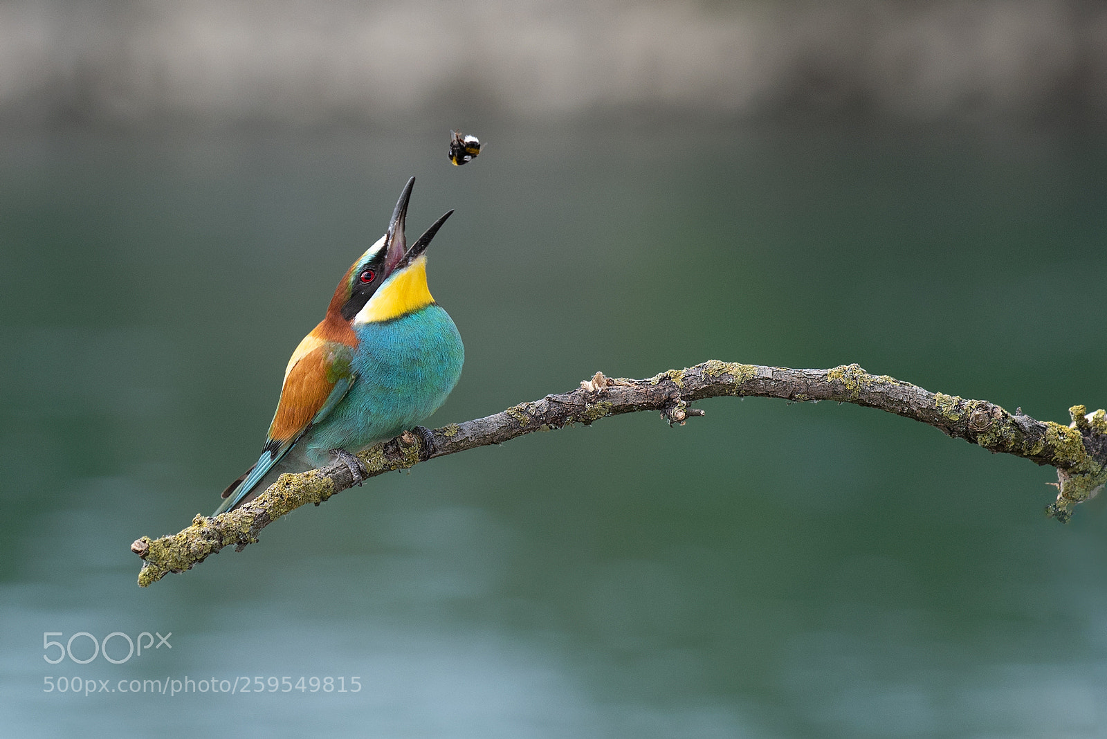 Nikon D750 sample photo. Salto mortale photography