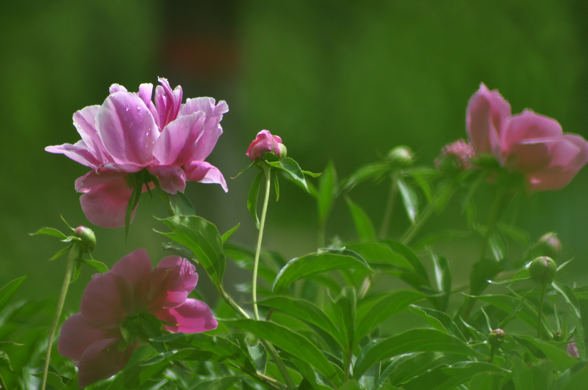 Nikon AF Nikkor 70-300mm F4-5.6G sample photo