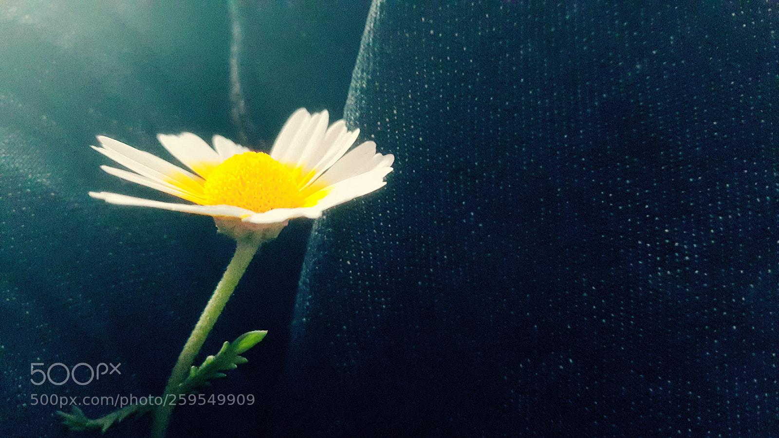Samsung Galaxy Note5 sample photo. Untitled photography