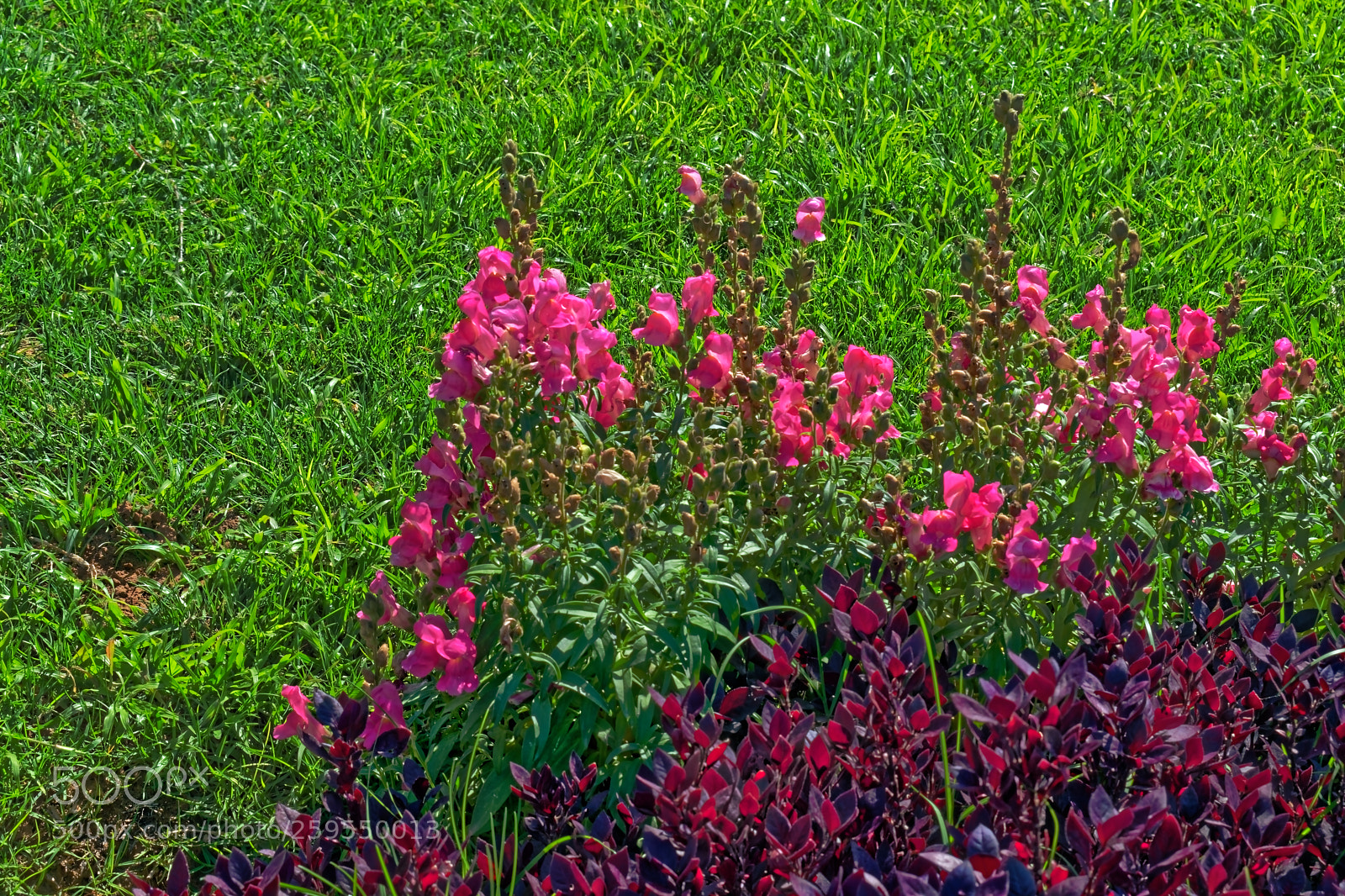 Nikon D5300 sample photo. Pink flowers and purple photography