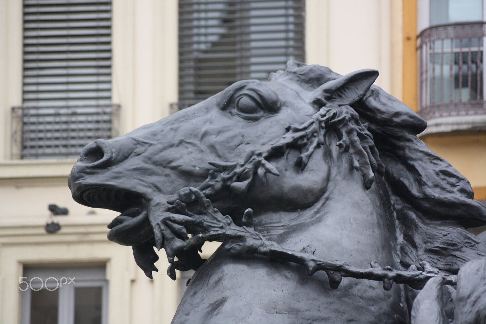 Sigma 55-200mm f/4-5.6 DC sample photo. Horse (2) photography