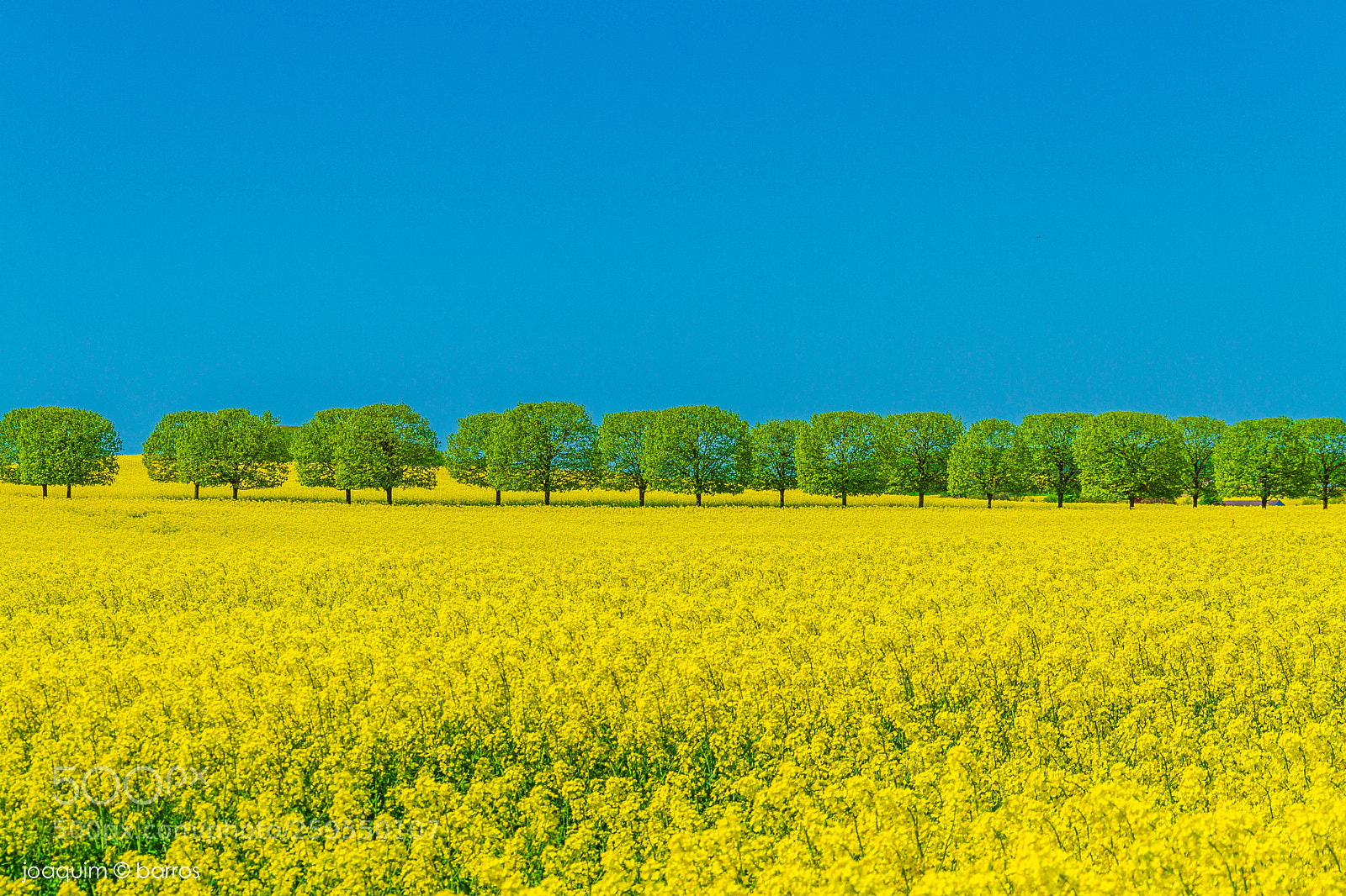 Canon EOS 7D sample photo. Trees & trees photography