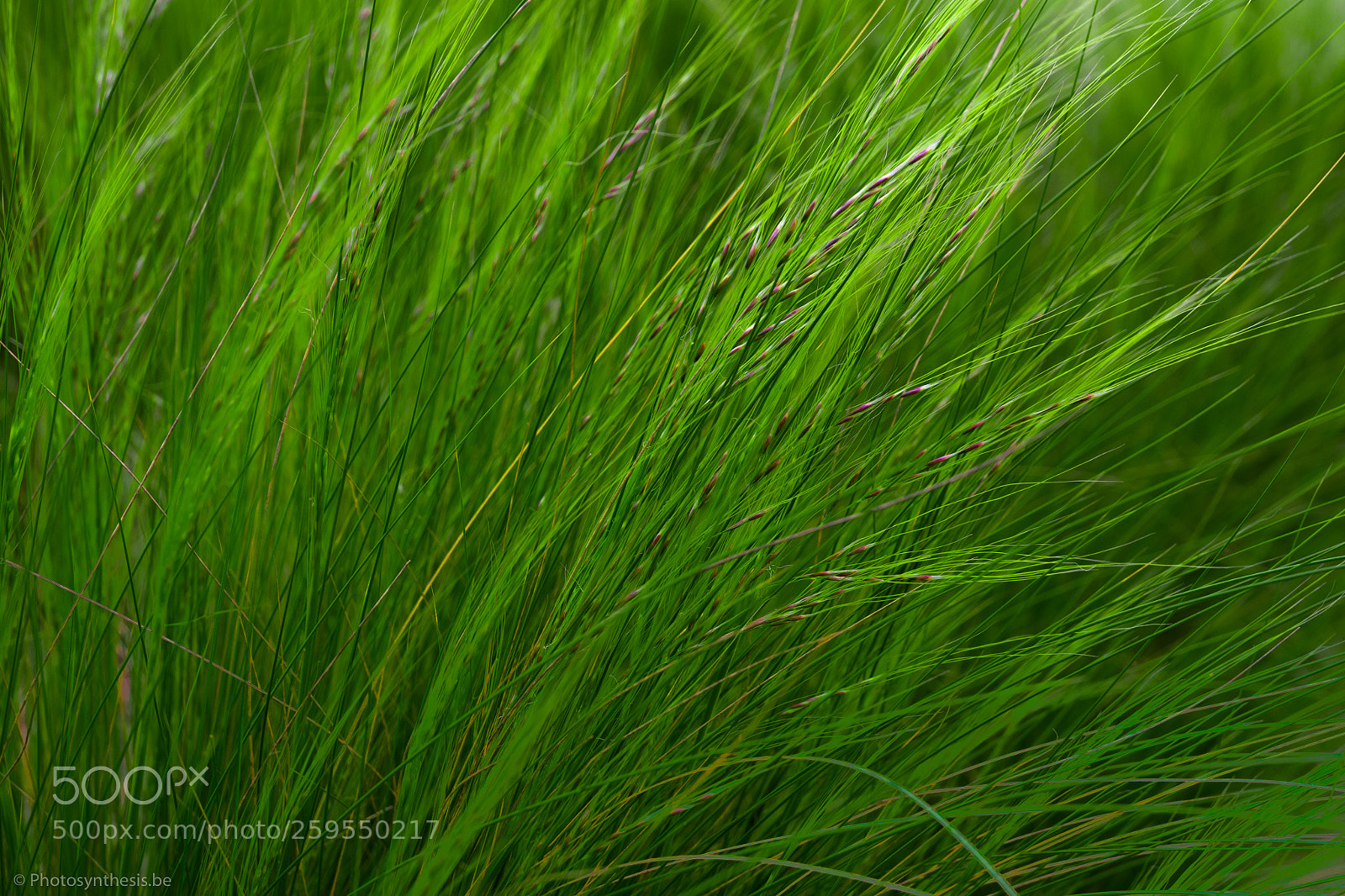 Olympus OM-D E-M10 sample photo. Grass is greener photography