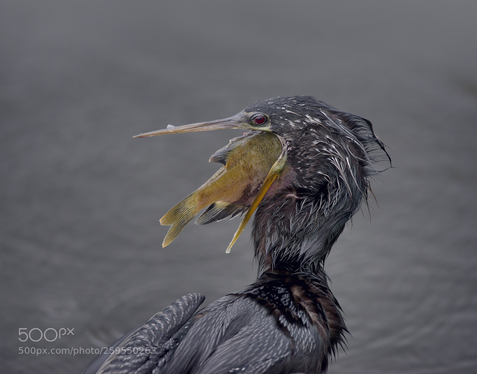 Nikon D800 sample photo. Anhinaga with a fish photography