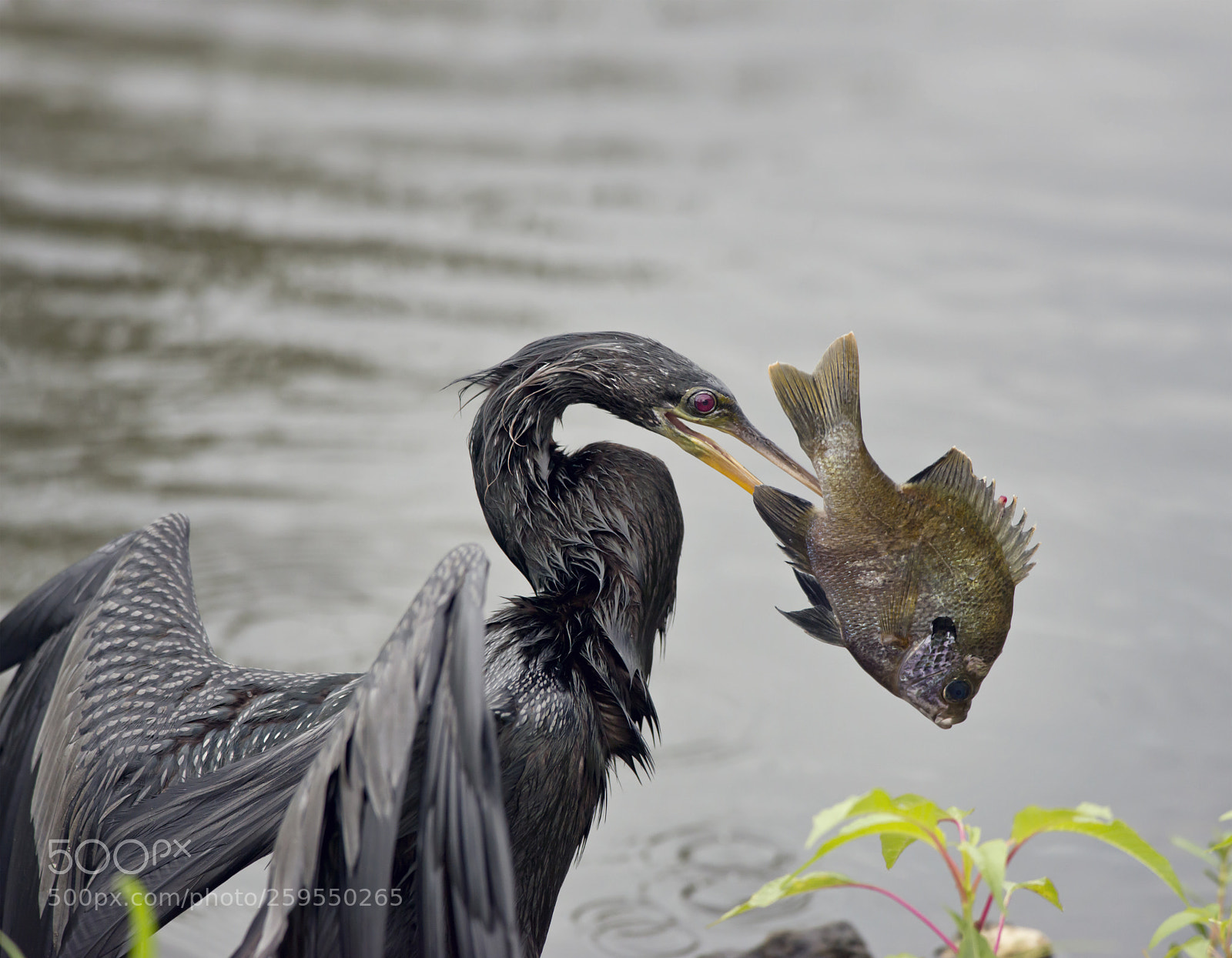 Nikon D800 sample photo. Anhinga with a fish photography