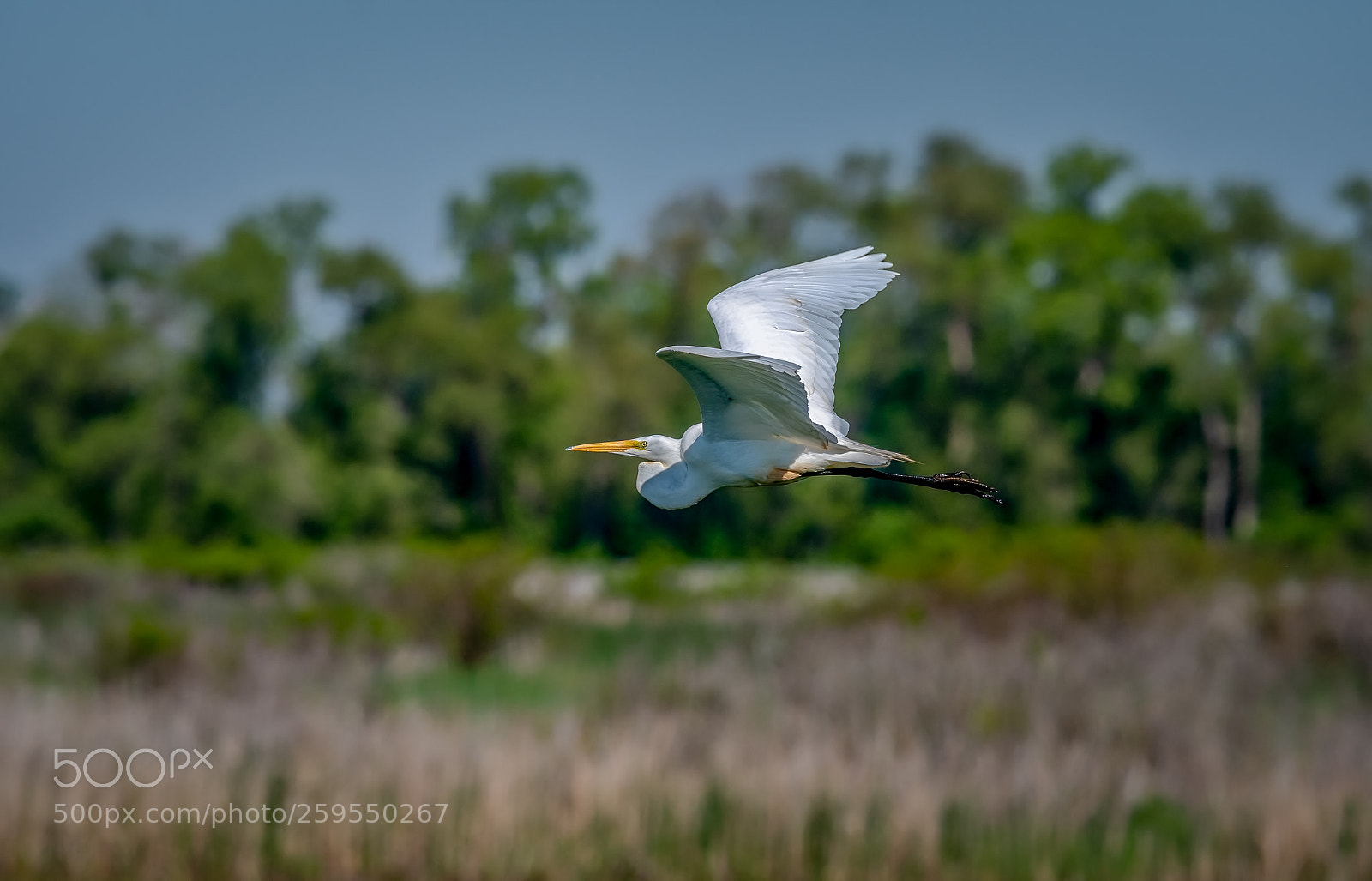 Nikon D500 sample photo. Great white egret photography