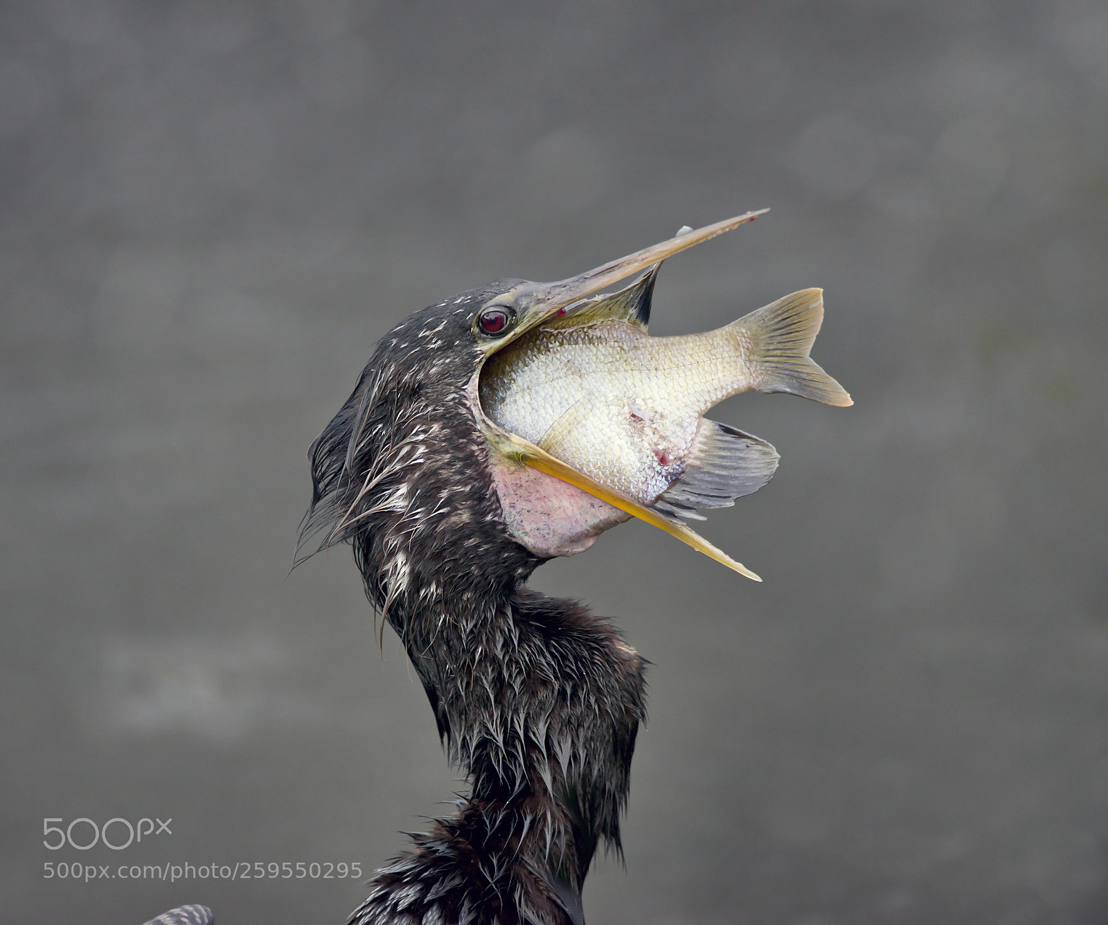 Nikon D800 sample photo. Anhinga with a fish photography