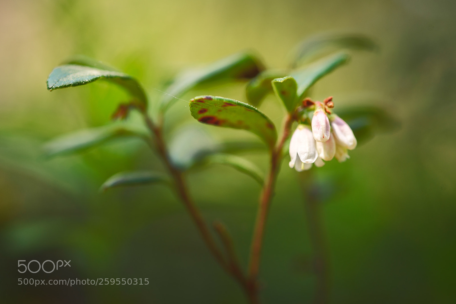 Nikon D750 sample photo. Lingonberry photography