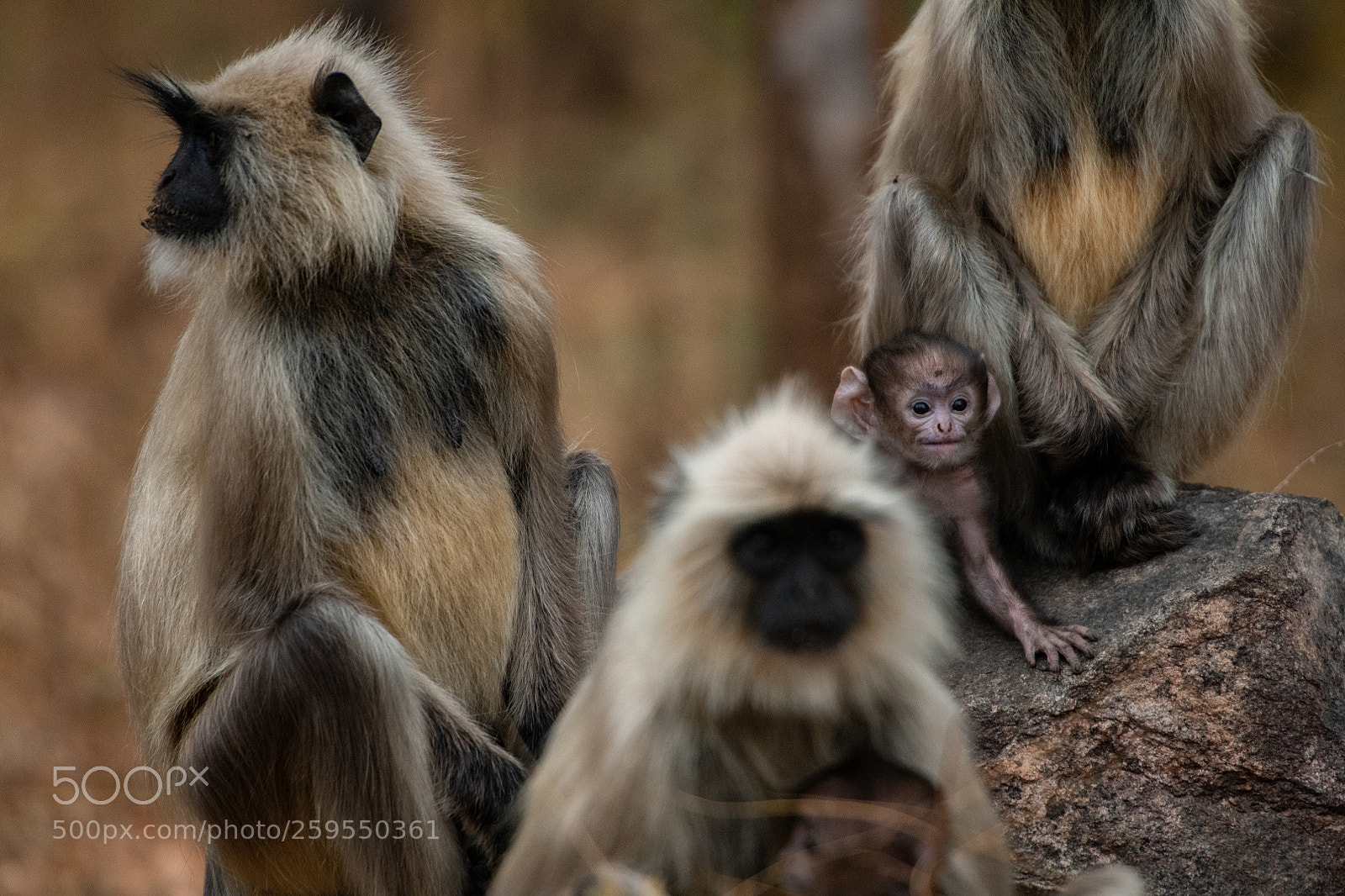 Nikon D850 sample photo. A family of monkeys photography