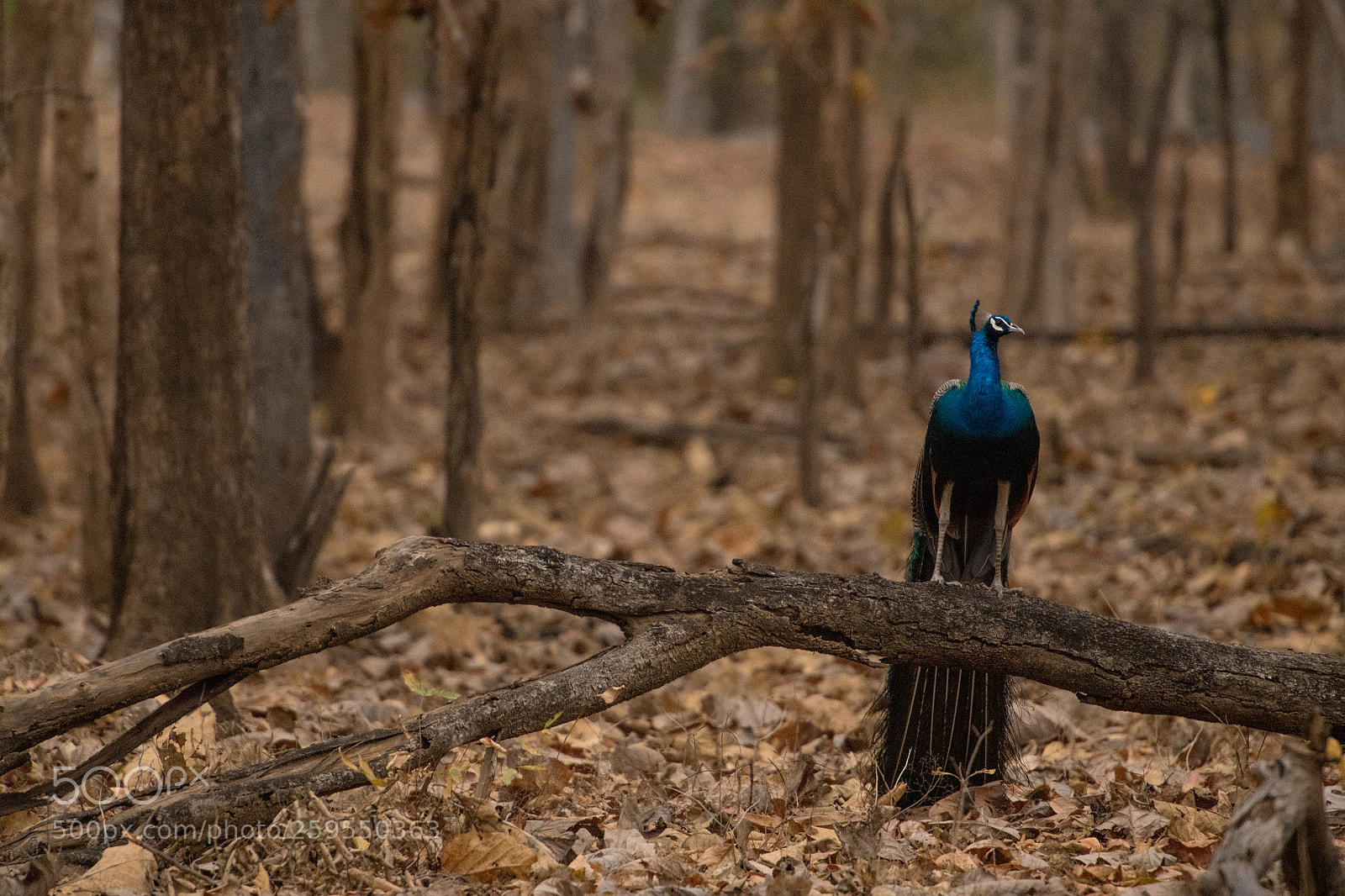 Nikon D850 sample photo. Peacock in forest, pench photography