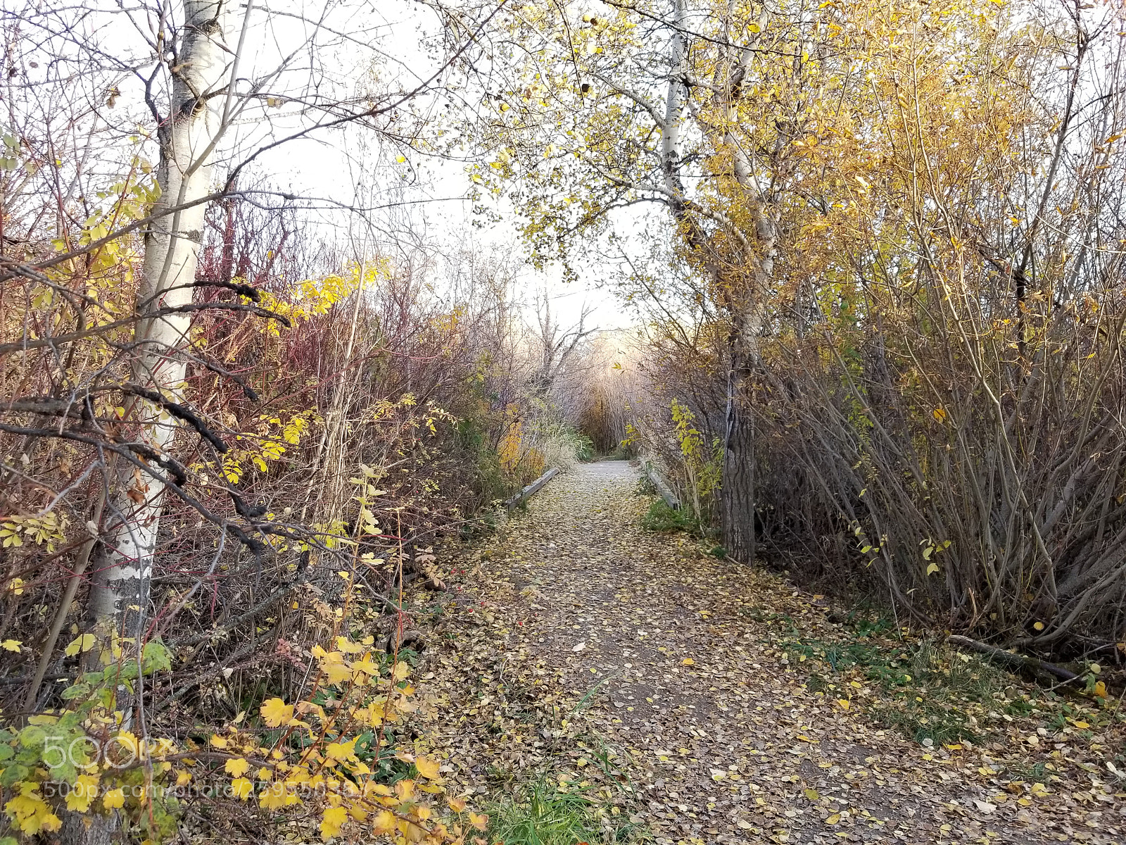Samsung Galaxy S8+ sample photo. Build a bridge photography