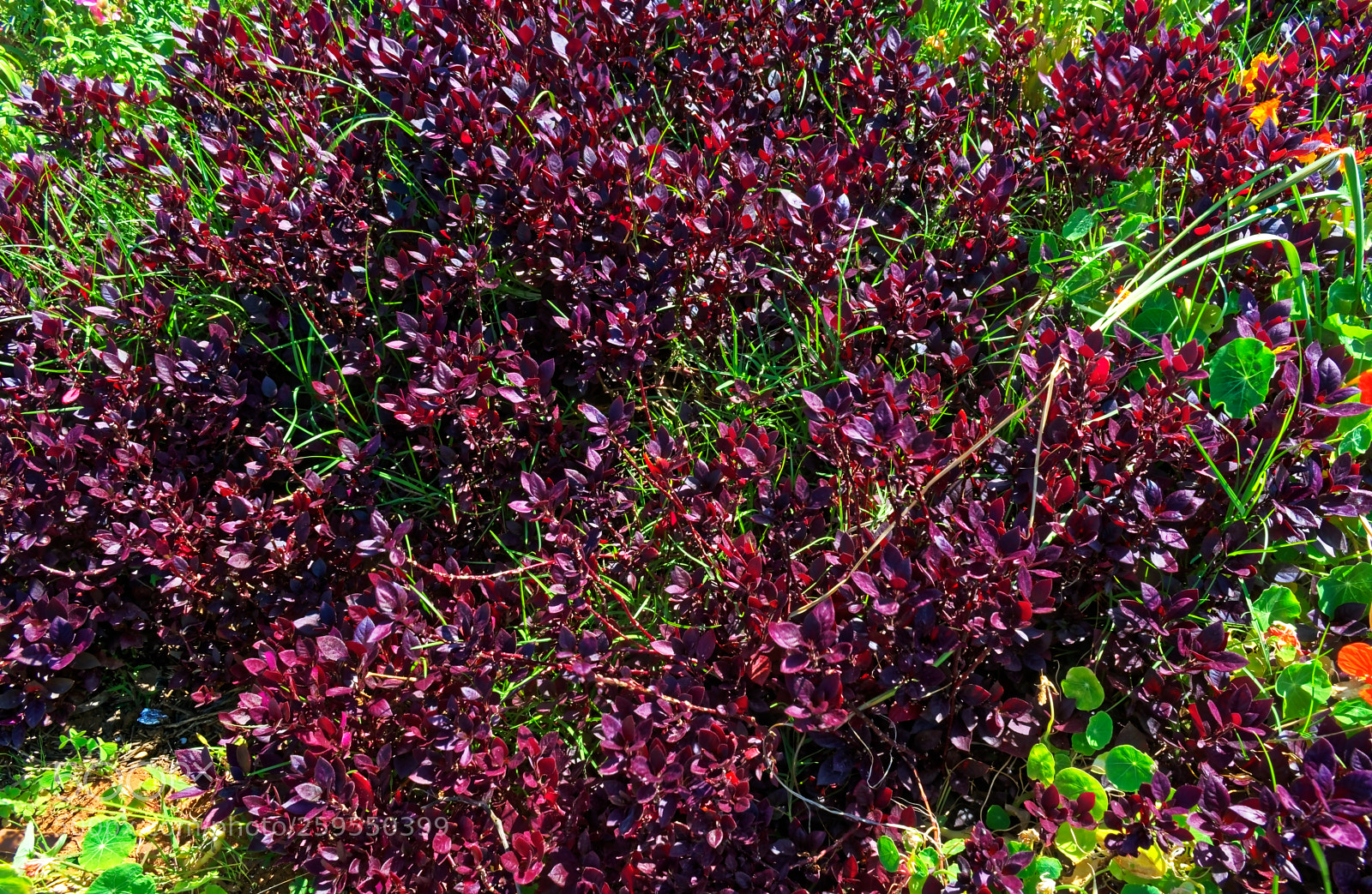Nikon D5300 sample photo. Purple bush like plant photography