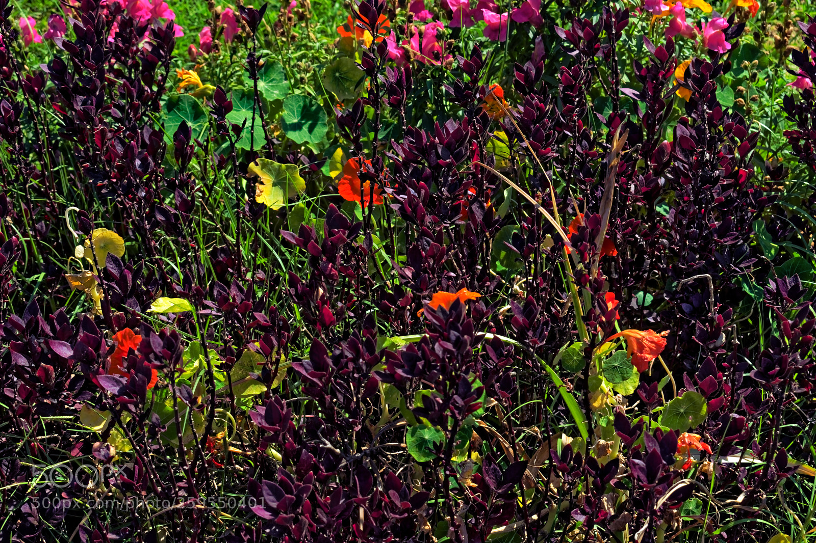 Nikon D5300 sample photo. Purple bushes with orange photography