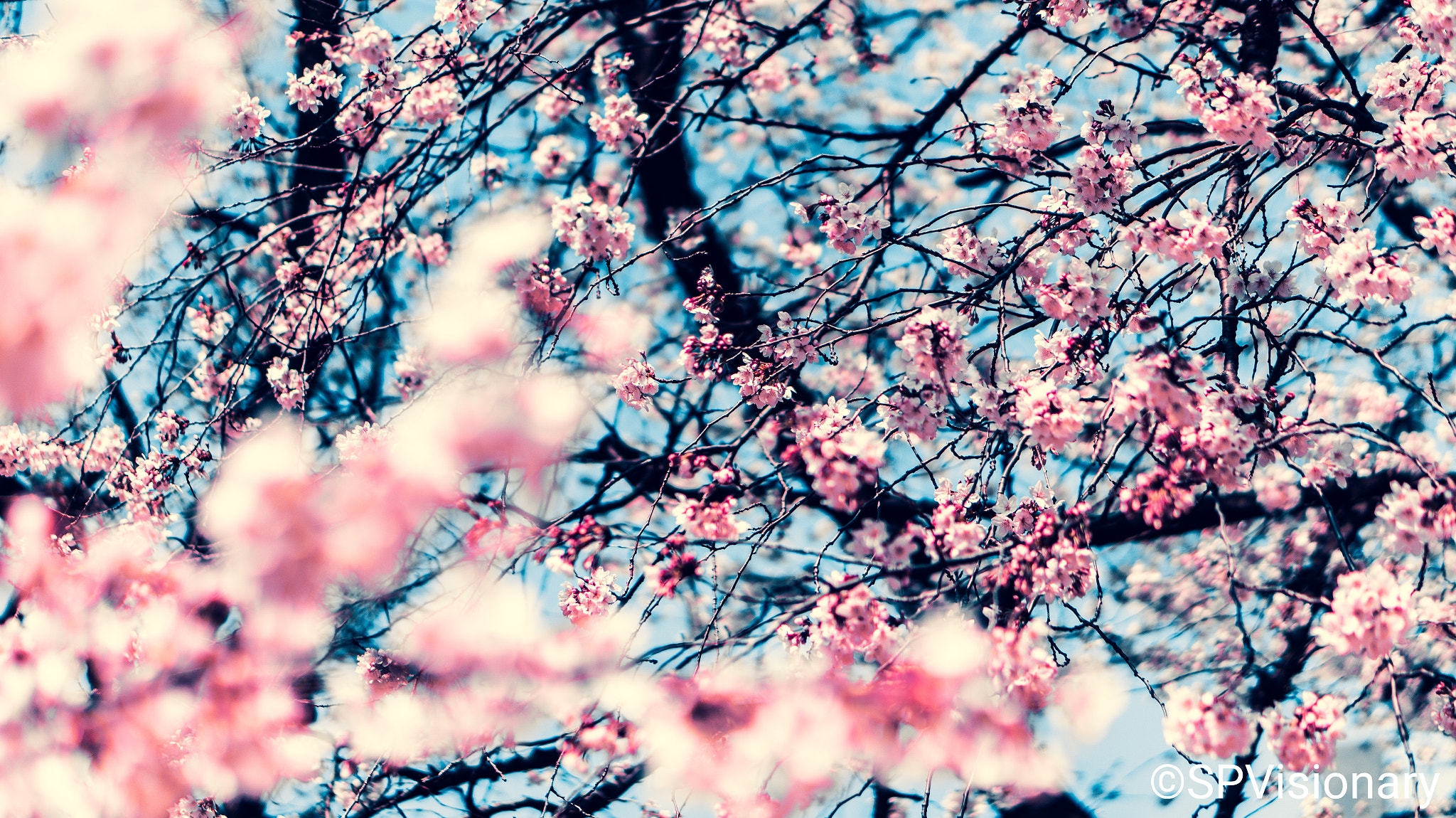 Sony Alpha a3000 sample photo. Spring series photography
