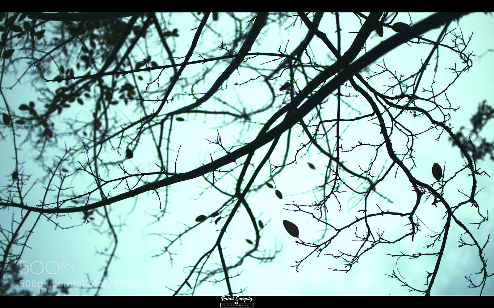 Nikon D3400 sample photo. Branches... photography