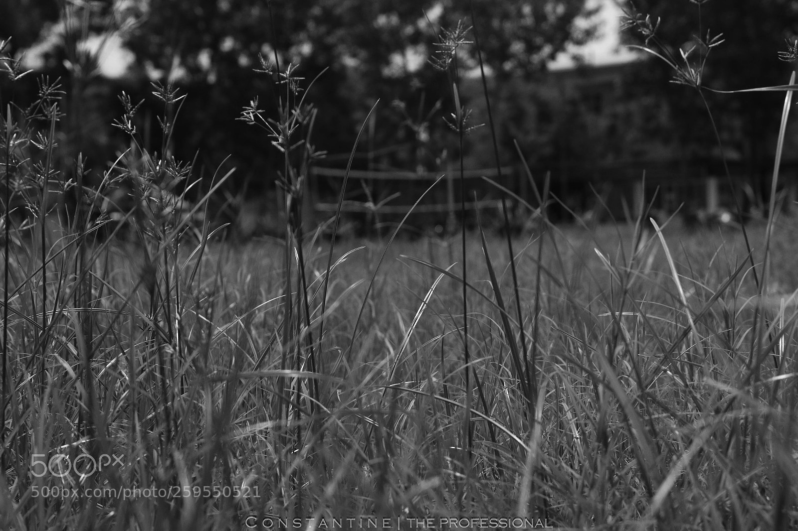 Canon EOS 70D sample photo. Dark stares photography