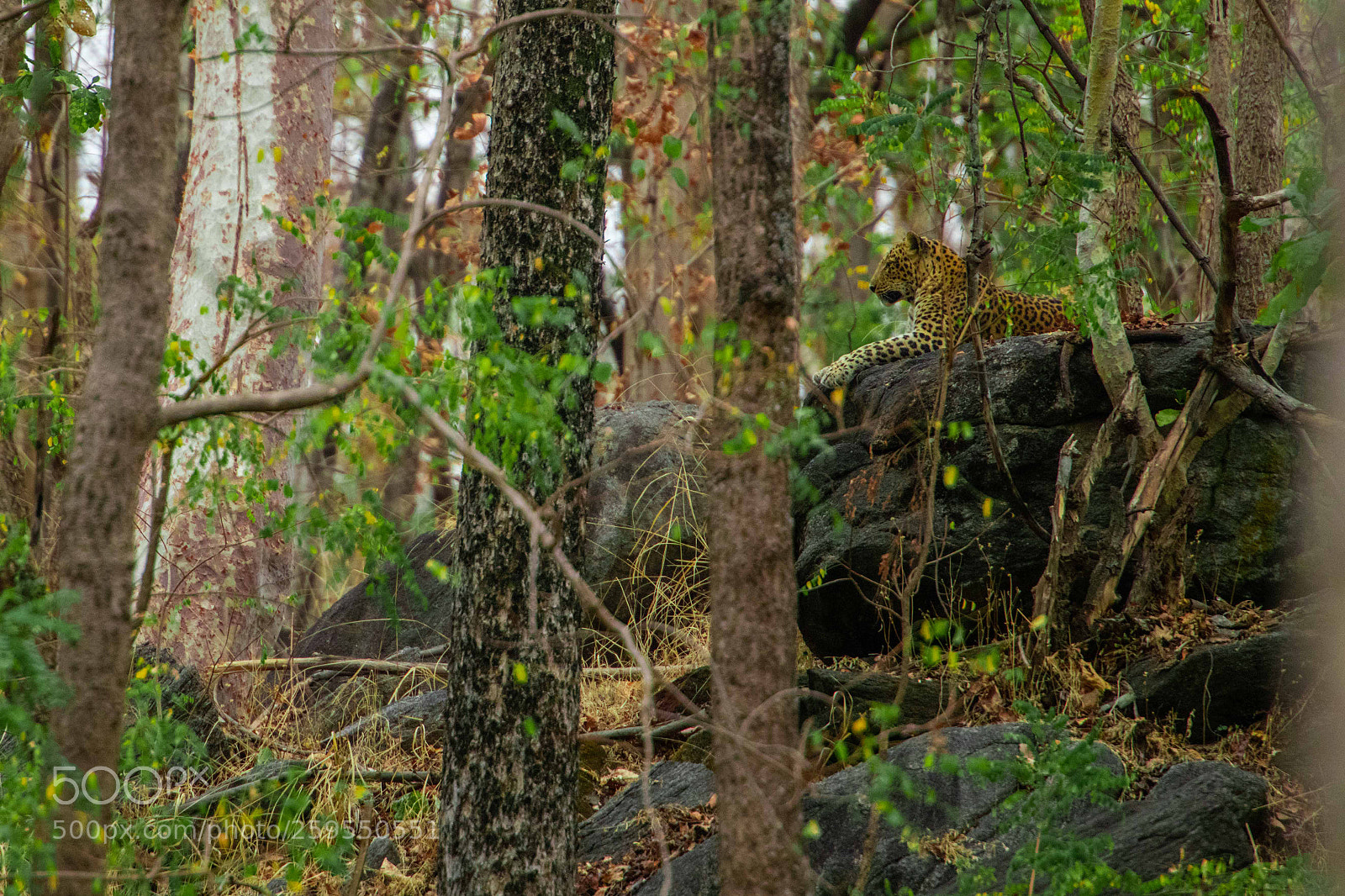 Nikon D850 sample photo. Big cat in the photography
