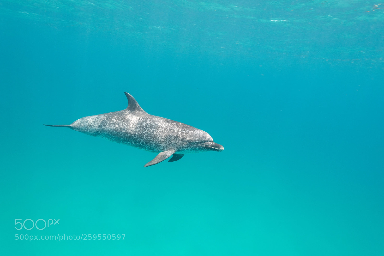Nikon D850 sample photo. Atlantic spotted dolphin photography