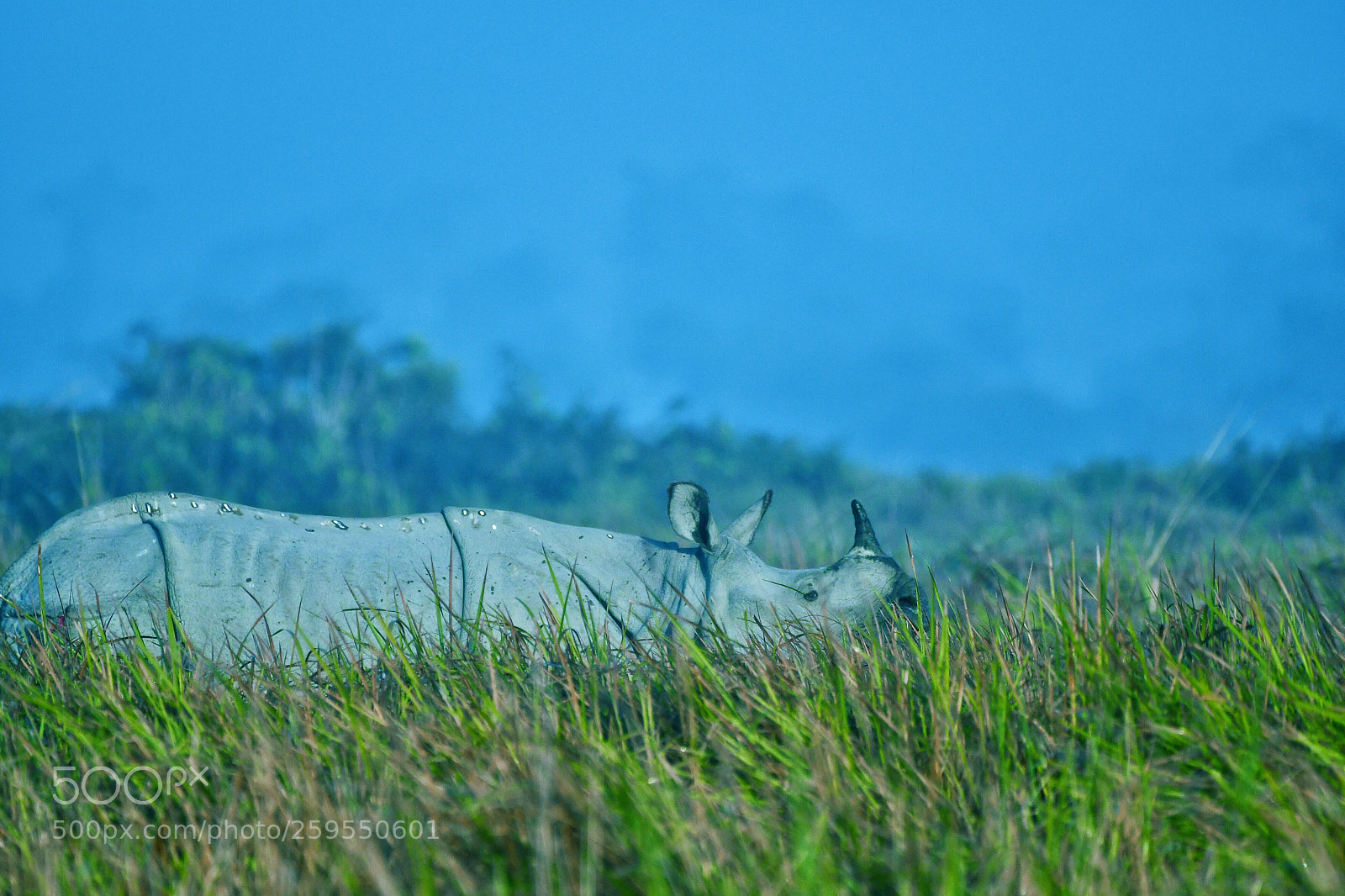 Nikon D500 sample photo. Half revealed  photography