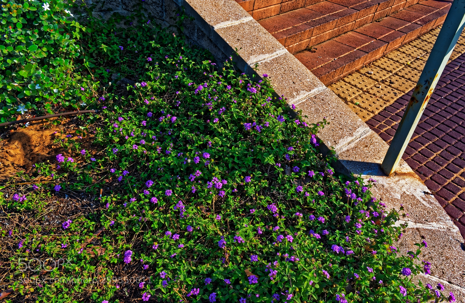 Nikon D5300 sample photo. Purple flower bush in photography